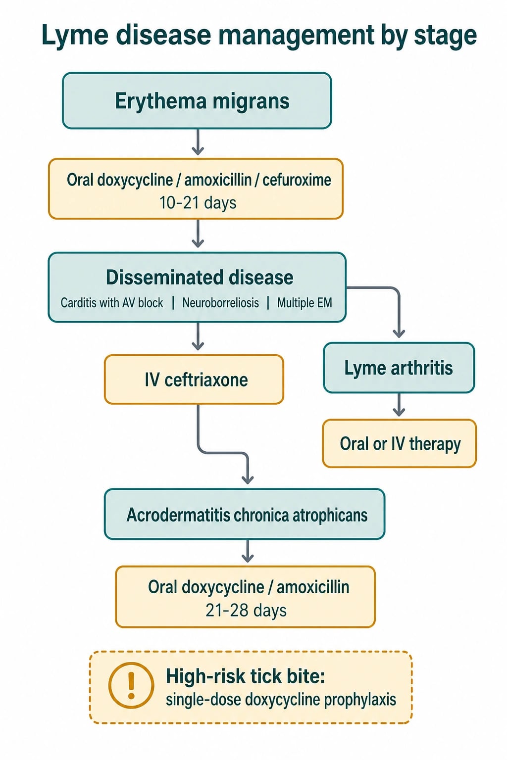 Flowchart of Lyme disease treatment by stage from oral doxycycline for erythema migrans to IV ceftriaxone for carditis and neuroborreliosis