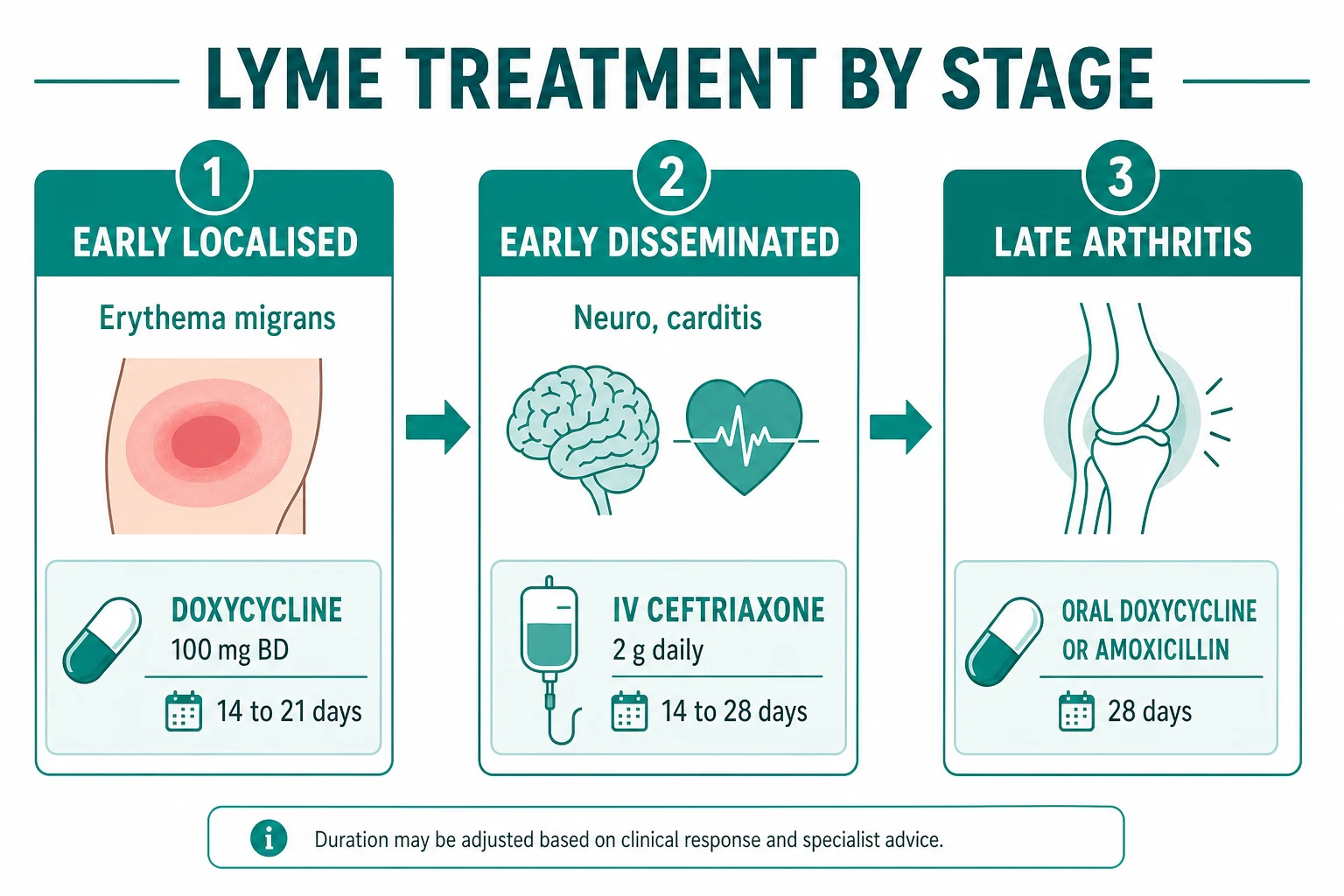 Summary of antibiotic choices and durations for each stage of Lyme disease including doxycycline amoxicillin cefuroxime and IV ceftriaxone