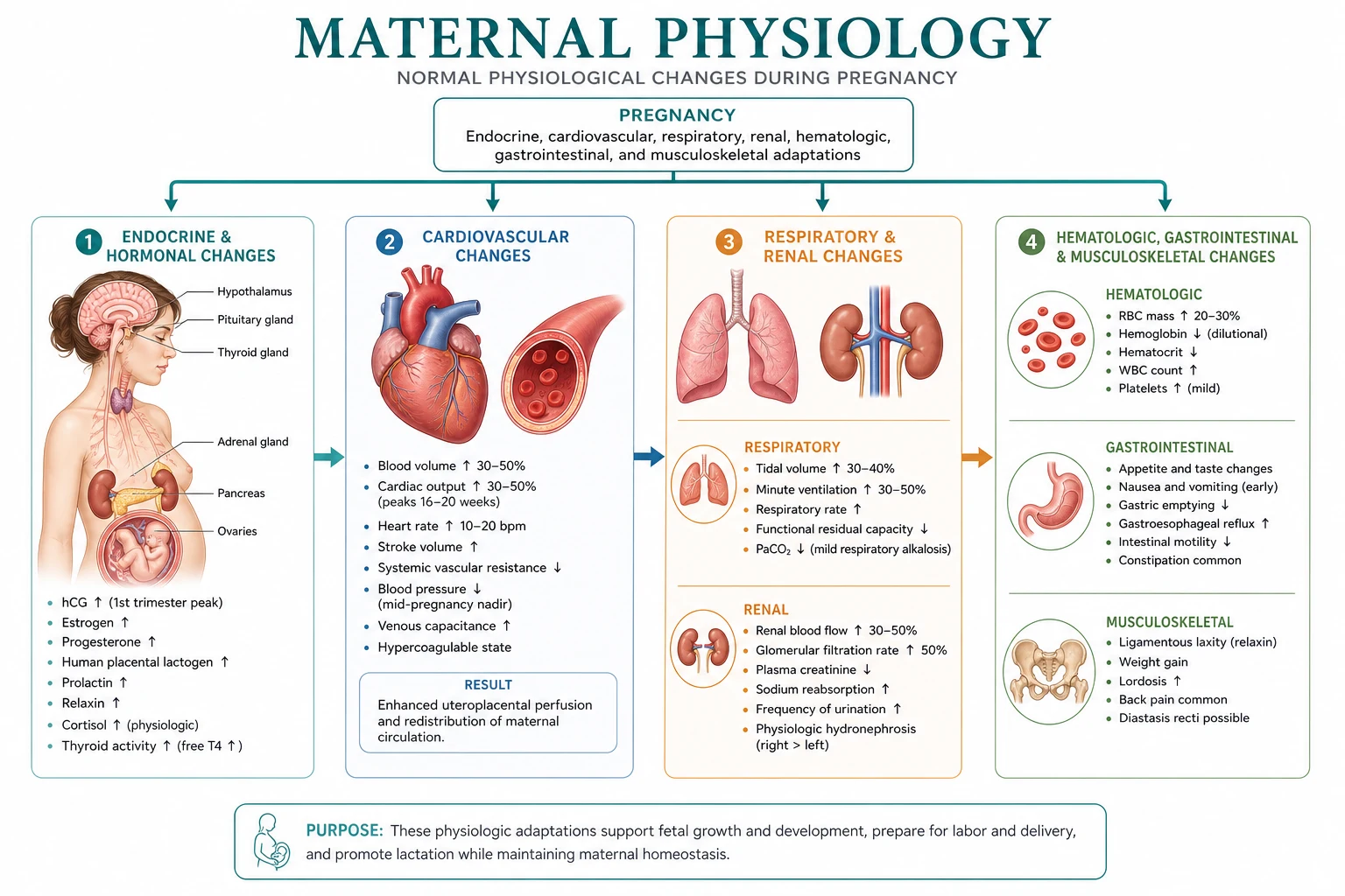 Classification of pregnancy changes and anaesthetic implications