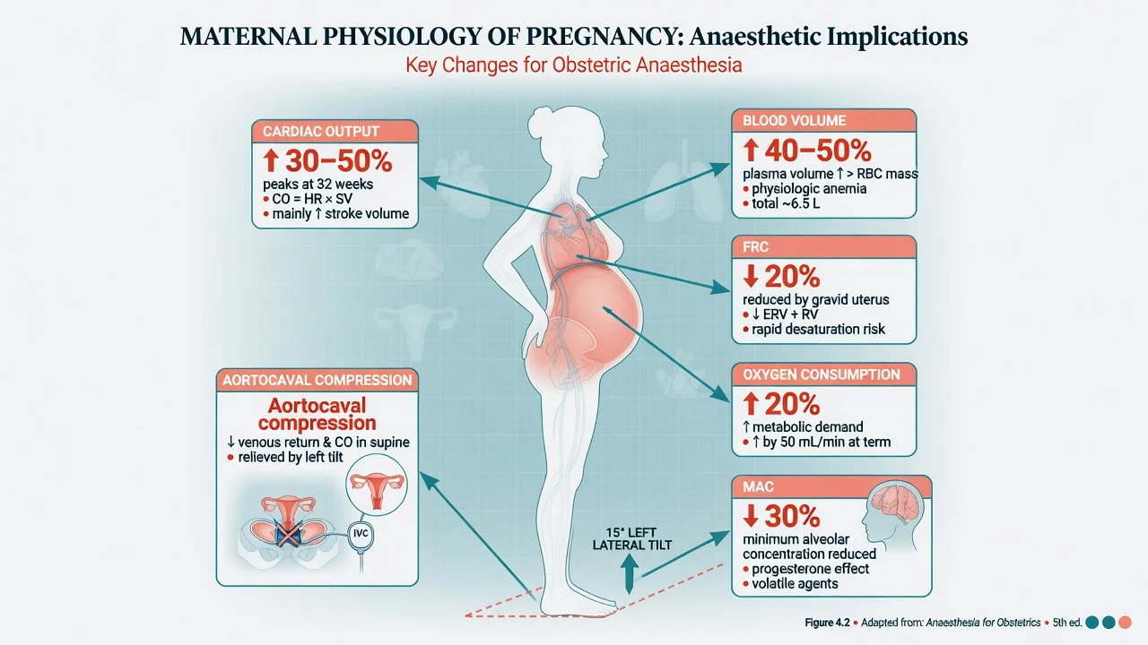 Maternal physiology pregnancy educational overview
