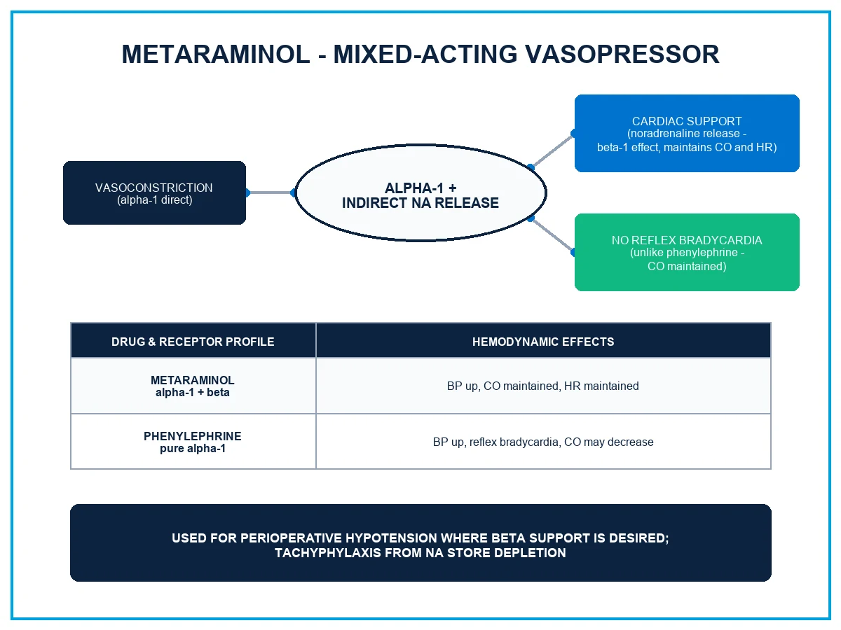 A clean clinical schematic comparing the mechanism of metaraminol with phenylephrine at the vascular smooth-muscle alpha-1 receptor and the sympathetic nerve terminal. Left panel: metaraminol both binds the alpha-1 receptor directly (Gq-coupled, phospholipase C to IP3 and DAG, raised intracellular calcium, vasoconstriction) AND is taken up by the uptake-1 transporter into the nerve terminal, where it displaces noradrenaline from storage vesicles; the released noradrenaline stimulates cardiac beta-1 receptors (maintaining heart rate and cardiac output). Right panel: phenylephrine binds only the alpha-1 receptor (no uptake, no noradrenaline release) so the blood-pressure rise triggers an unopposed baroreceptor reflex bradycardia. White background, clinical-blue arrows, a baroreceptor-reflex arc shown for each.
