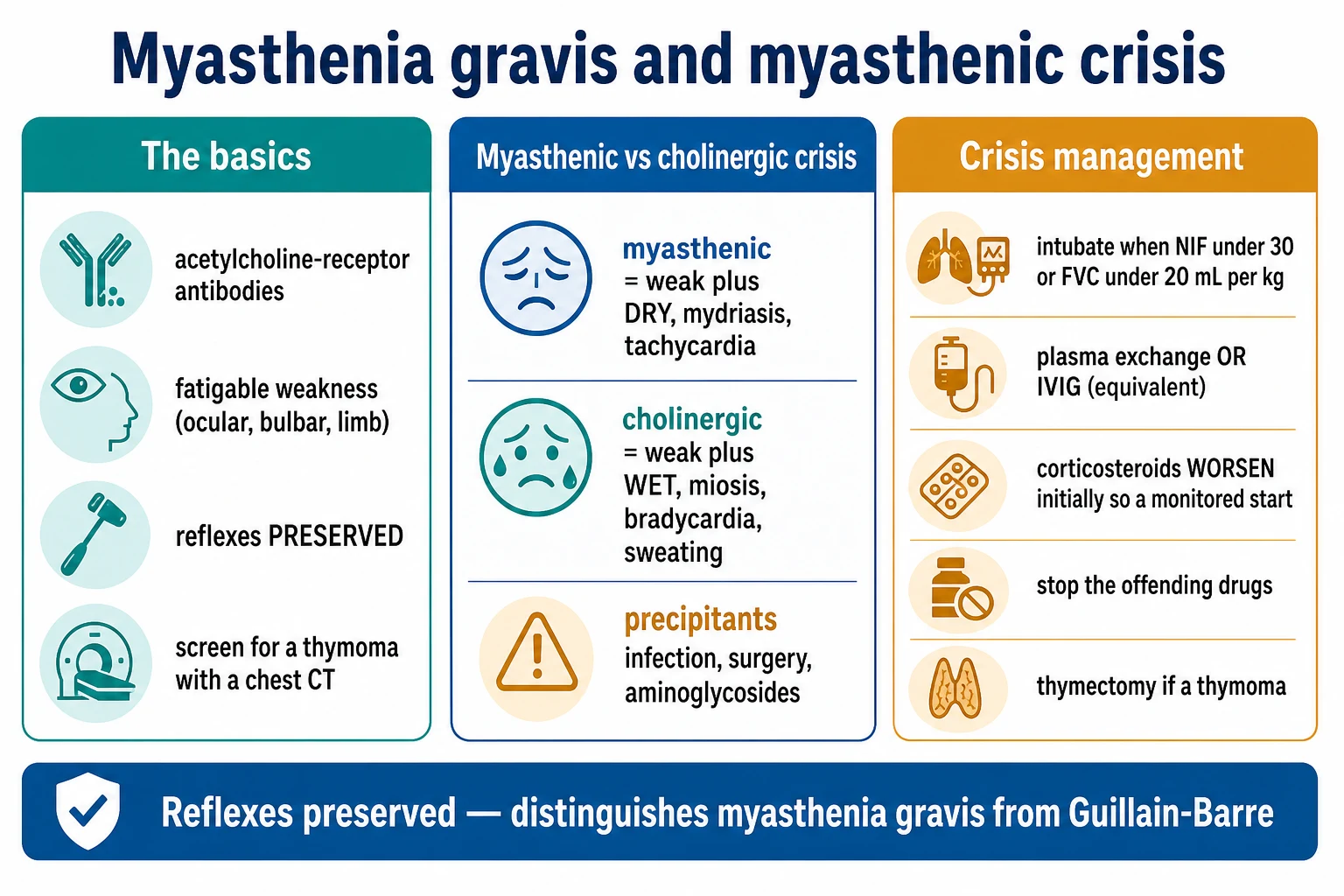 Neuromuscular junction diagram in myasthenia gravis: AChR antibodies, fatigable weakness, respiratory and bulbar muscle failure pathway to crisis, educational medical illustration