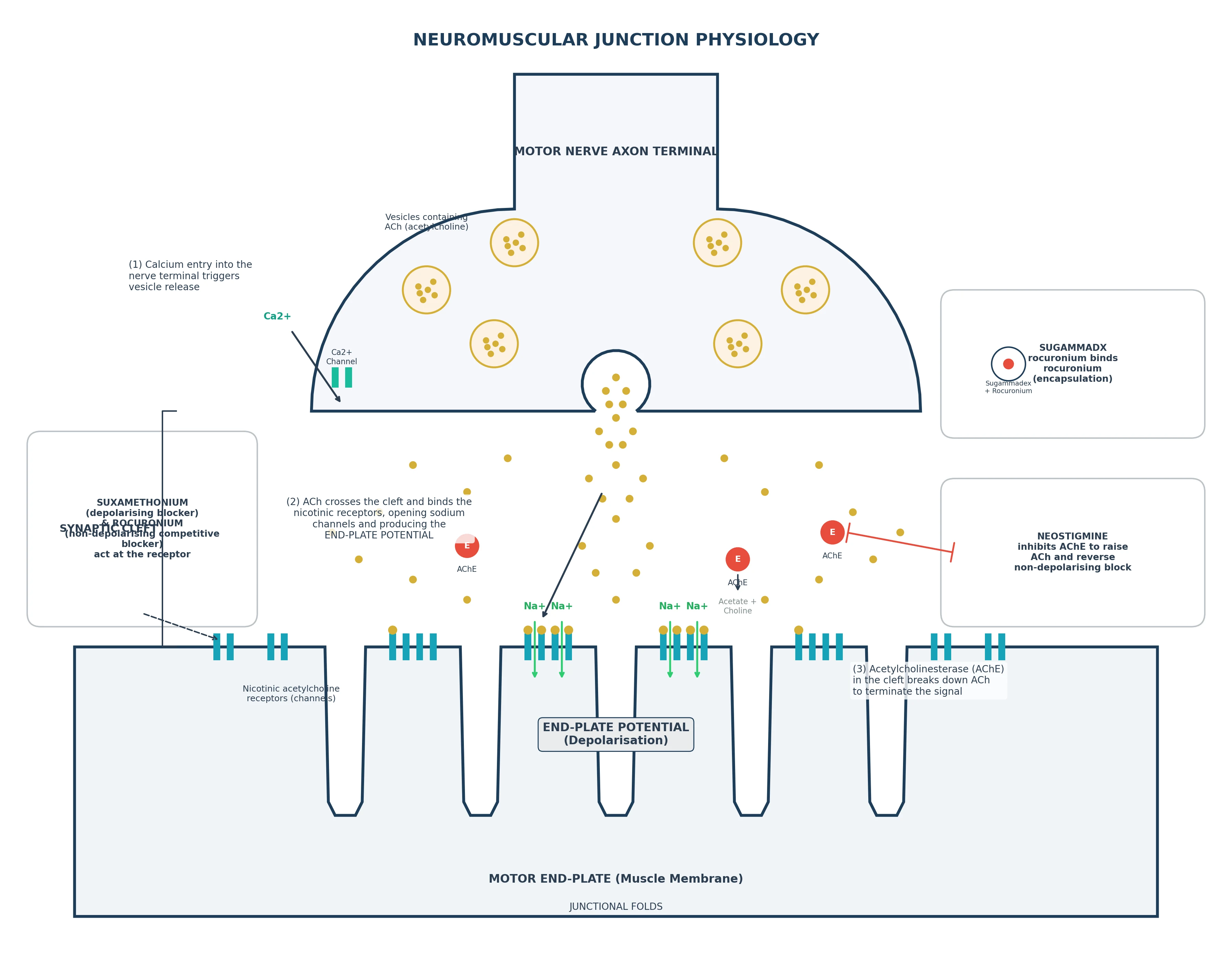 Detailed neuromuscular junction with receptors and AChE