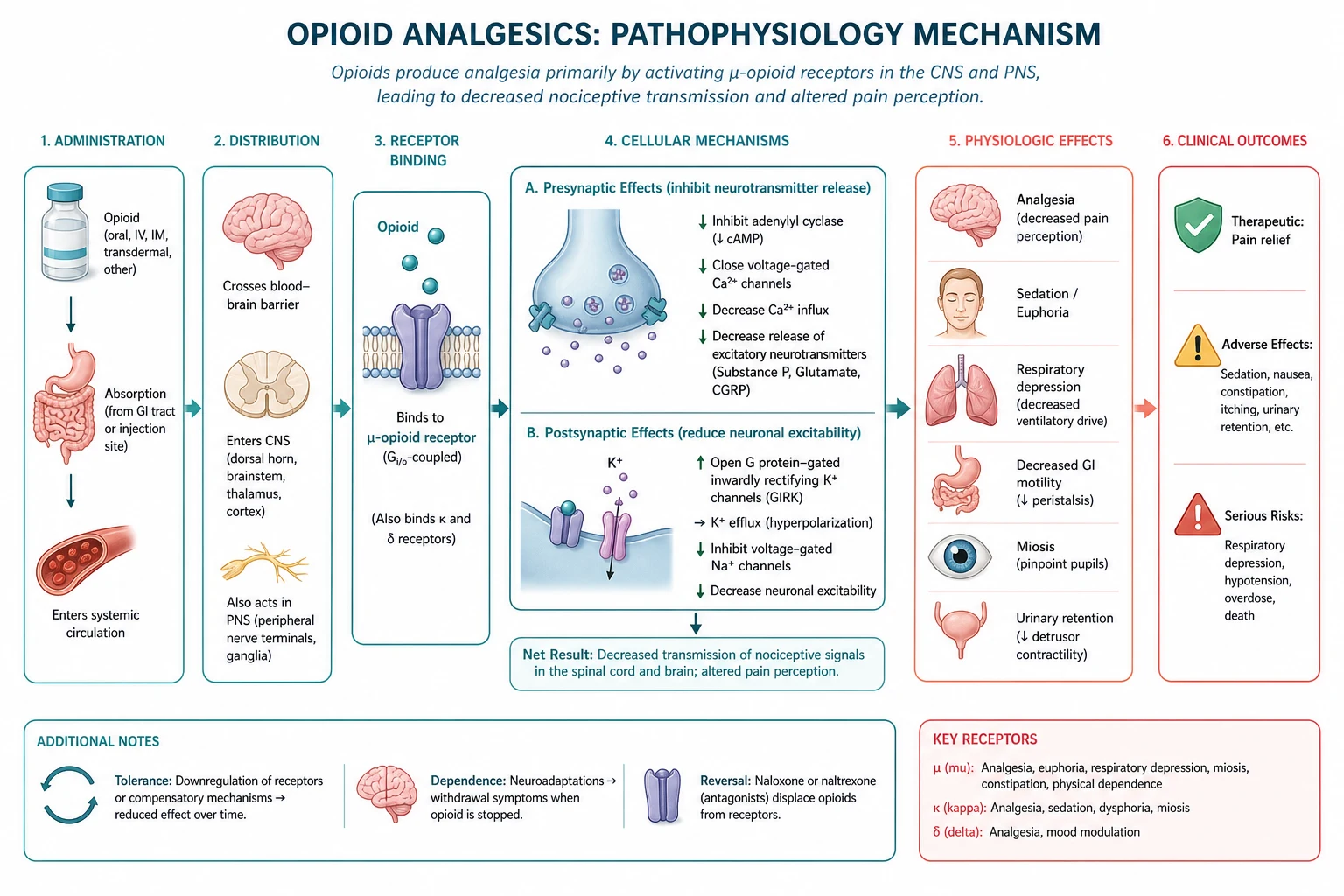 Mu opioid effects map