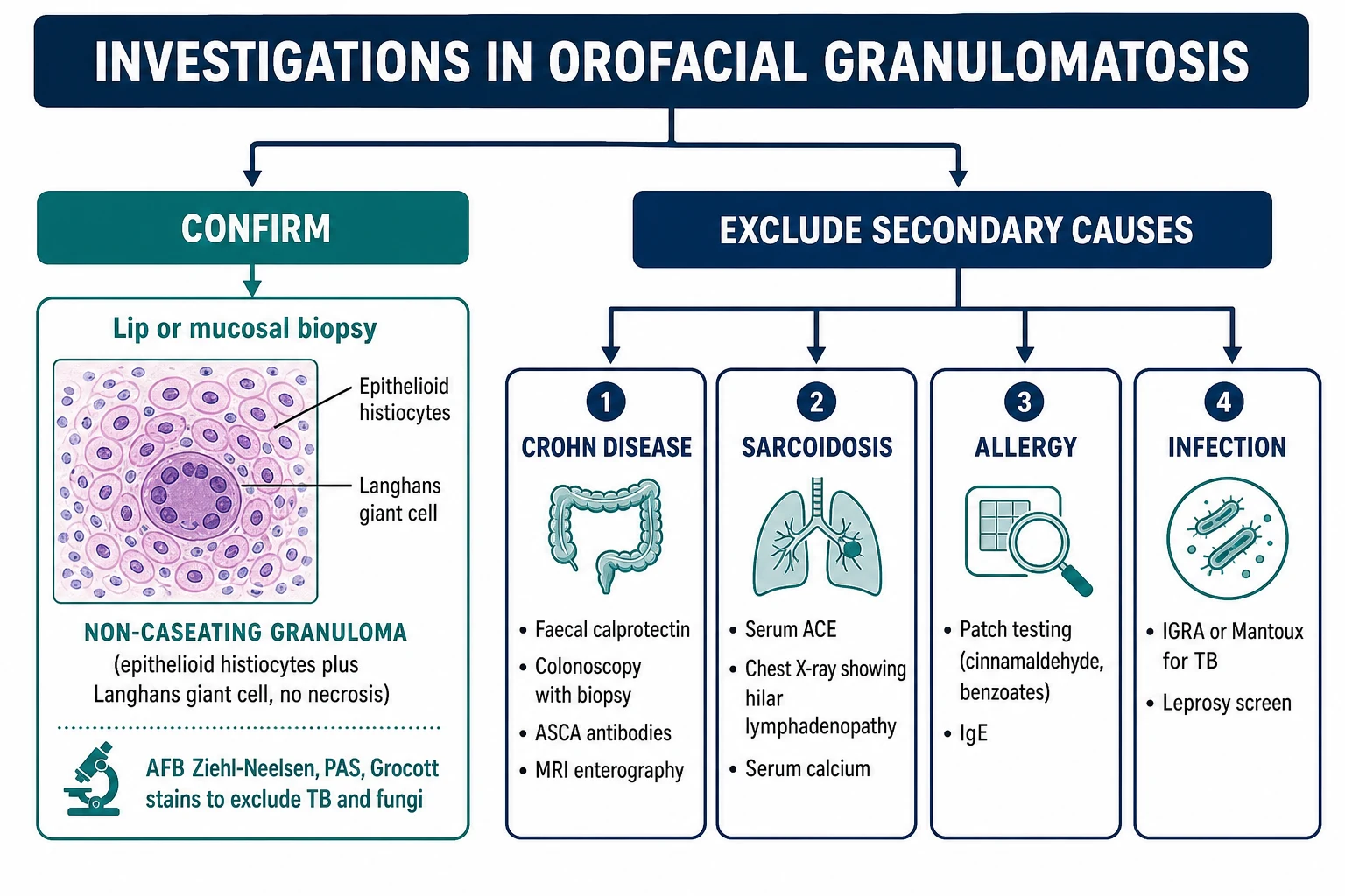 Investigations flowchart for orofacial granulomatosis showing the confirm arm (lip biopsy with non-caseating granuloma histology and special stains) and the exclude arm (Crohn's disease workup, sarcoidosis workup, allergy patch testing, and infection screen)