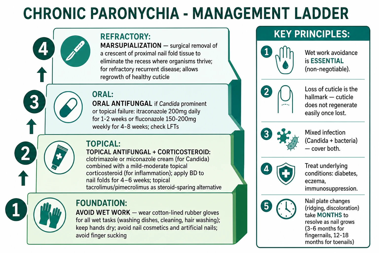 Chronic paronychia management: dry work is the foundation (cotton-lined rubber gloves + SLS-free cleanser + emollient + barrier cream); topical tacrolimus 0.1% BD 6 weeks as steroid-sparing anti-inflammatory; add topical or oral antifungal only when candidal culture positive; oral doxycycline 100 mg BD for bacterial inflammatory component; refractory → marsupialisation