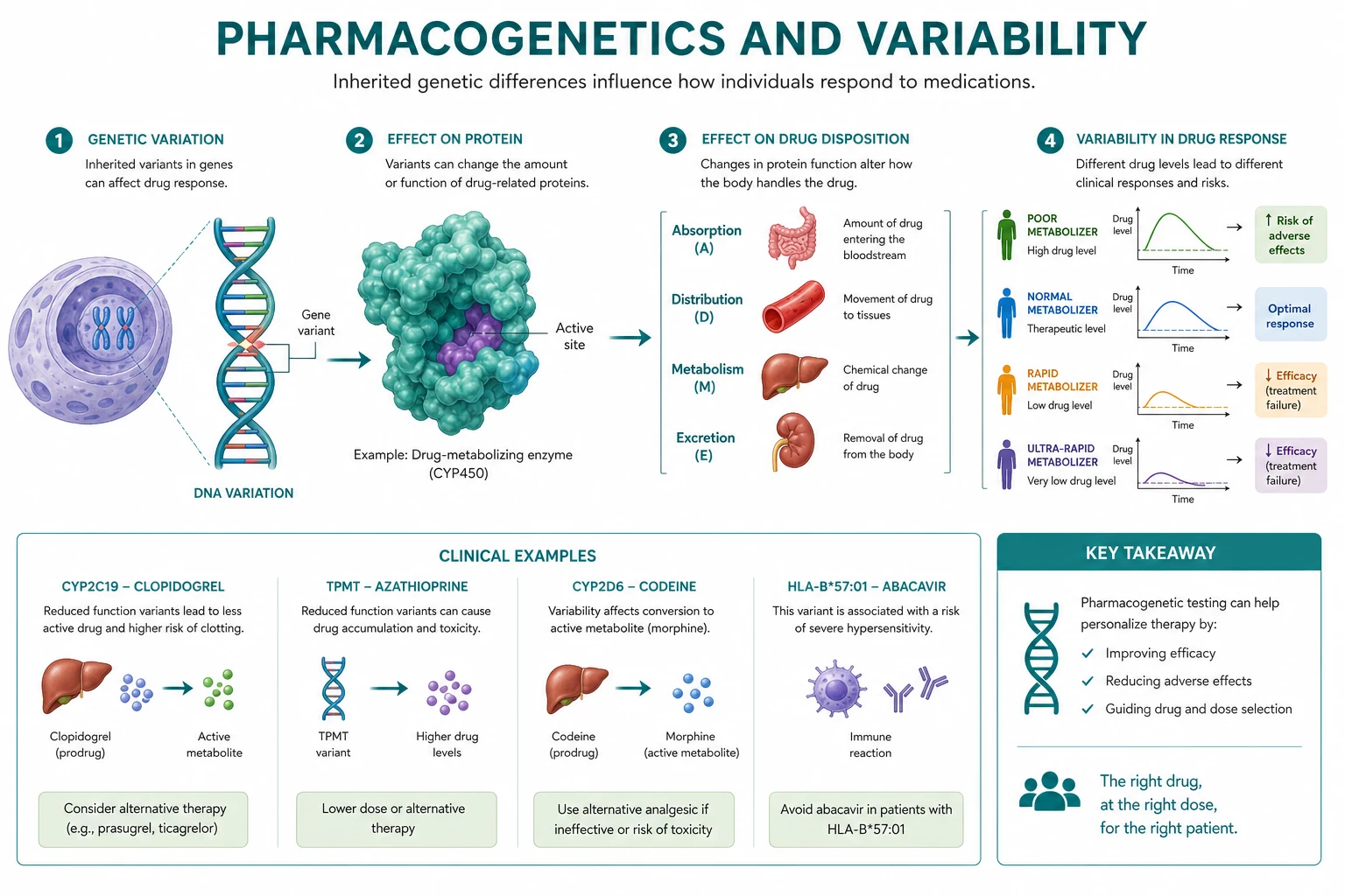 Pharmacogenetic enzyme and receptor variants map