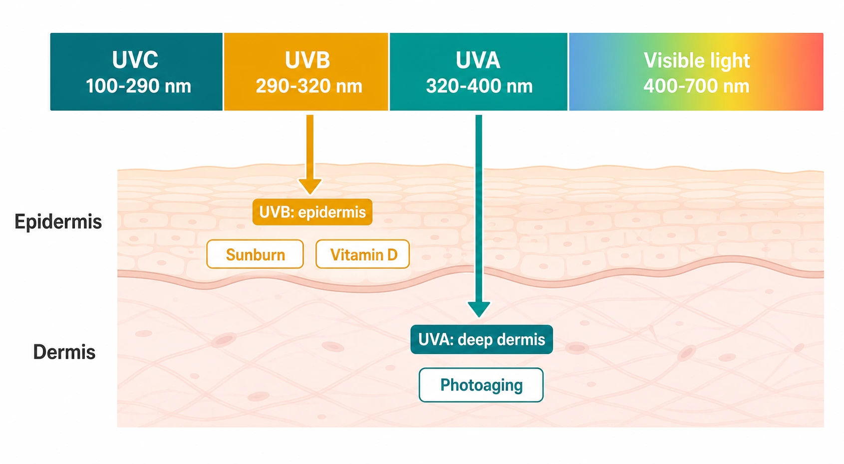 Diagram of the ultraviolet spectrum showing UVA, UVB and visible light wavelengths alongside their skin penetration depth and principal biological effects