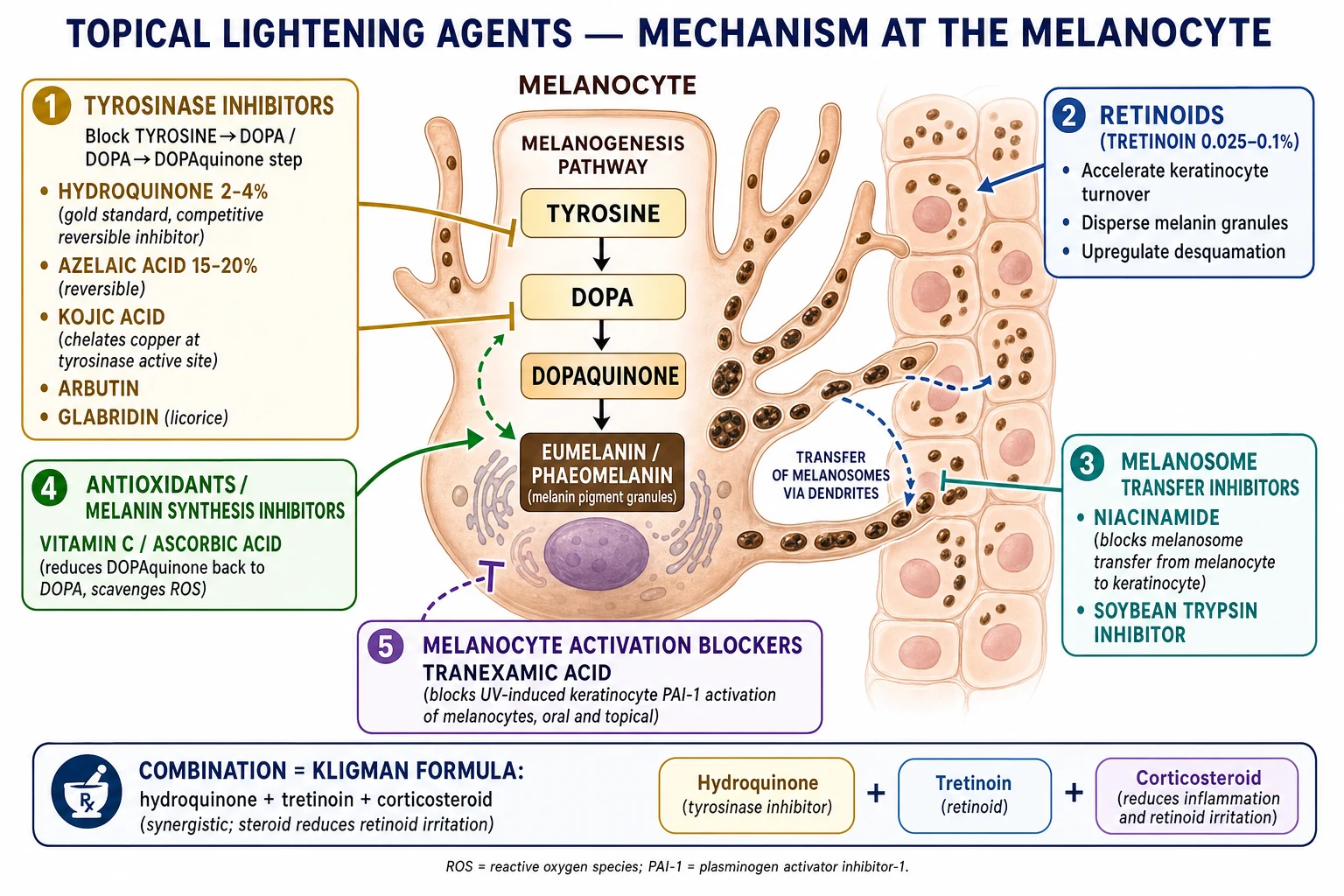 Mechanism of topical lightening agents at the melanocyte: tyrosinase inhibitors (hydroquinone, azelaic acid, kojic acid, arbutin, glabridin) block the tyrosine to DOPA to DOPAquinone pathway; retinoids (tretinoin) accelerate keratinocyte turnover; niacinamide blocks melanosome transfer; vitamin C is an antioxidant reducing DOPAquinone back to DOPA; tranexamic acid blocks melanocyte activation; Kligman's formula combines hydroquinone, tretinoin and corticosteroid