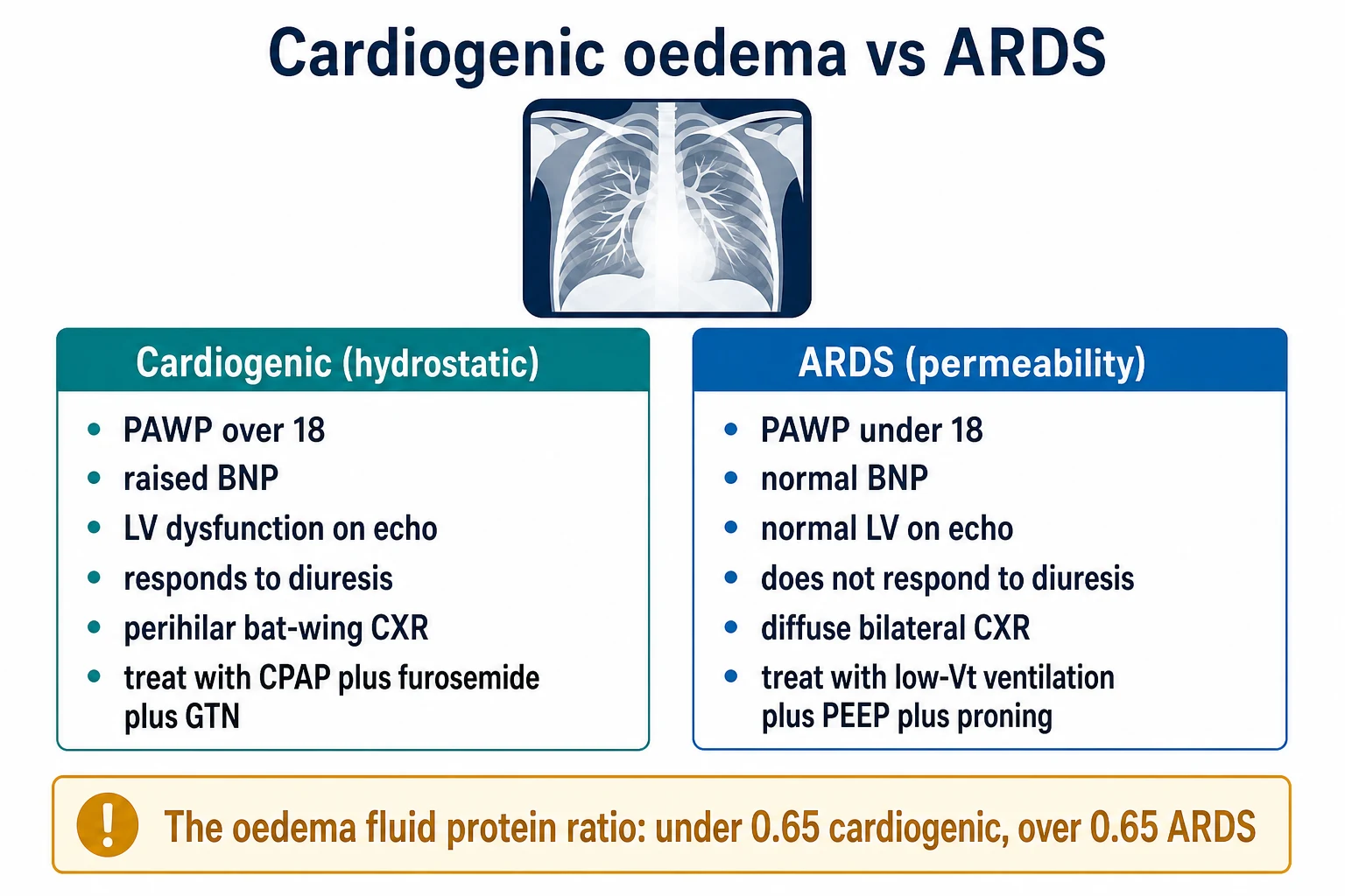 Two-column comparison infographic on a white clinical-blue background: LEFT Cardiogenic (hydrostatic) PAWP over 18, raised BNP, LV dysfunction on echo, responds to diuresis, perihilar bat-wing CXR, treat with CPAP plus furosemide plus GTN; RIGHT ARDS (permeability) PAWP under 18, normal BNP, normal LV on echo, does not respond to diuresis, diffuse bilateral CXR, treat with low-Vt ventilation plus PEEP plus proning; bottom banner 'Oedema fluid protein ratio: under 0.65 cardiogenic, over 0.65 ARDS'. Flat vector illustration, crisp typography.