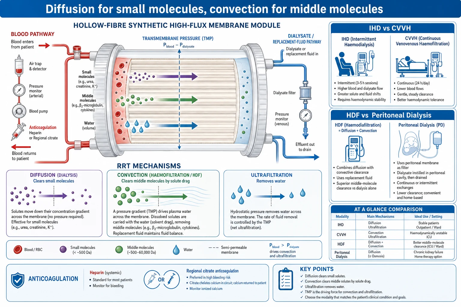 Medical infographic on white clinical-blue, flat vector, crisp typography. Dose units Gray for absorbed dose and Sievert for equivalent and effective dose. Chest X-ray about 0.02 mSv versus CT 7 to 20 mSv. ALARA with time, distance by the inverse-square law, and shielding with 0.5 mm lead. Stochastic cancer has no threshold; deterministic skin erythema at about 2 Gy and cataracts at about 0.5 Gy. Dosimetry with the ICRP limit of 20 mSv per year and fetal 1 mSv. Banner reads 'Inverse square: double the distance, quarter the dose'.