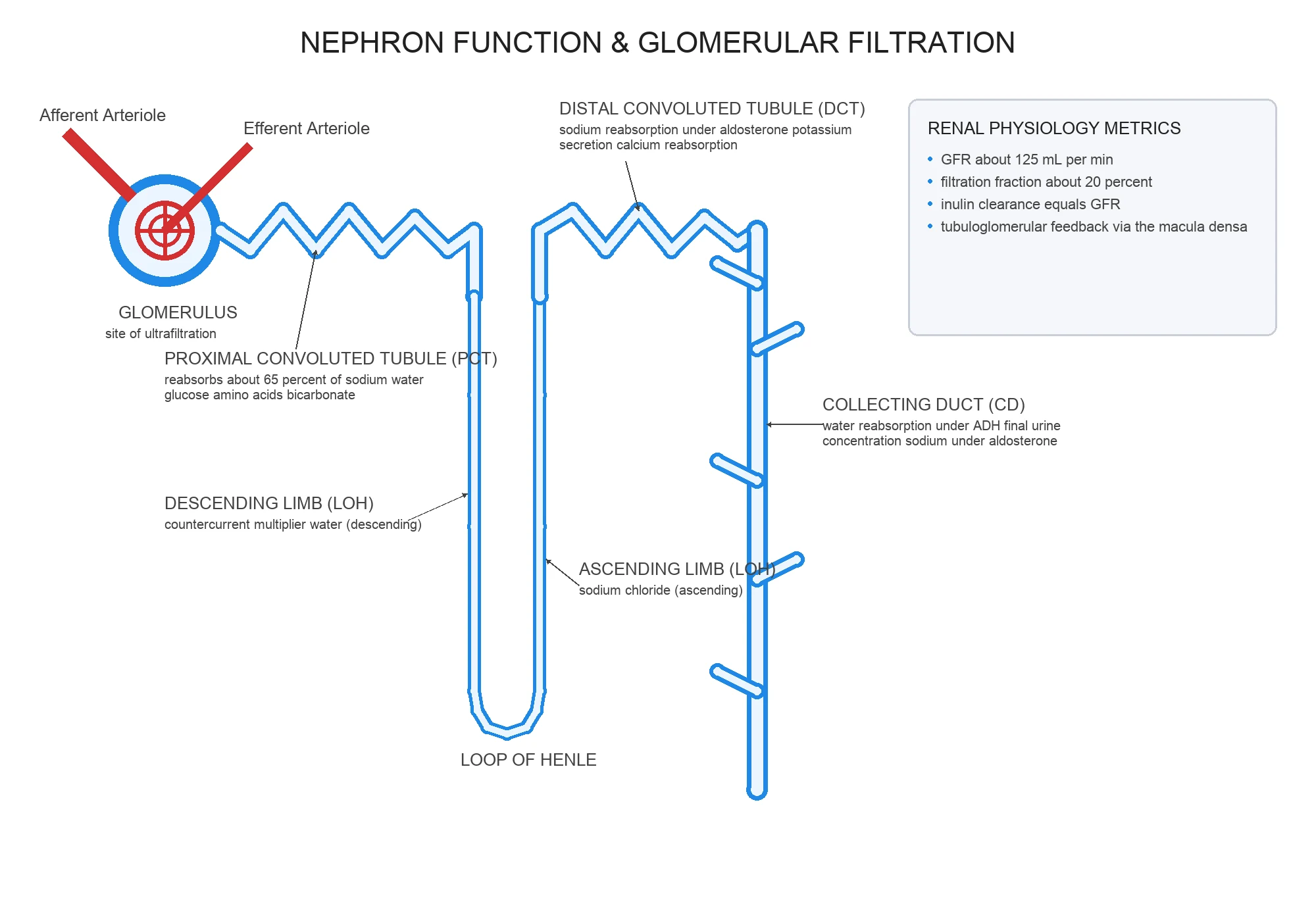 Nephron segments with transport and diuretic targets