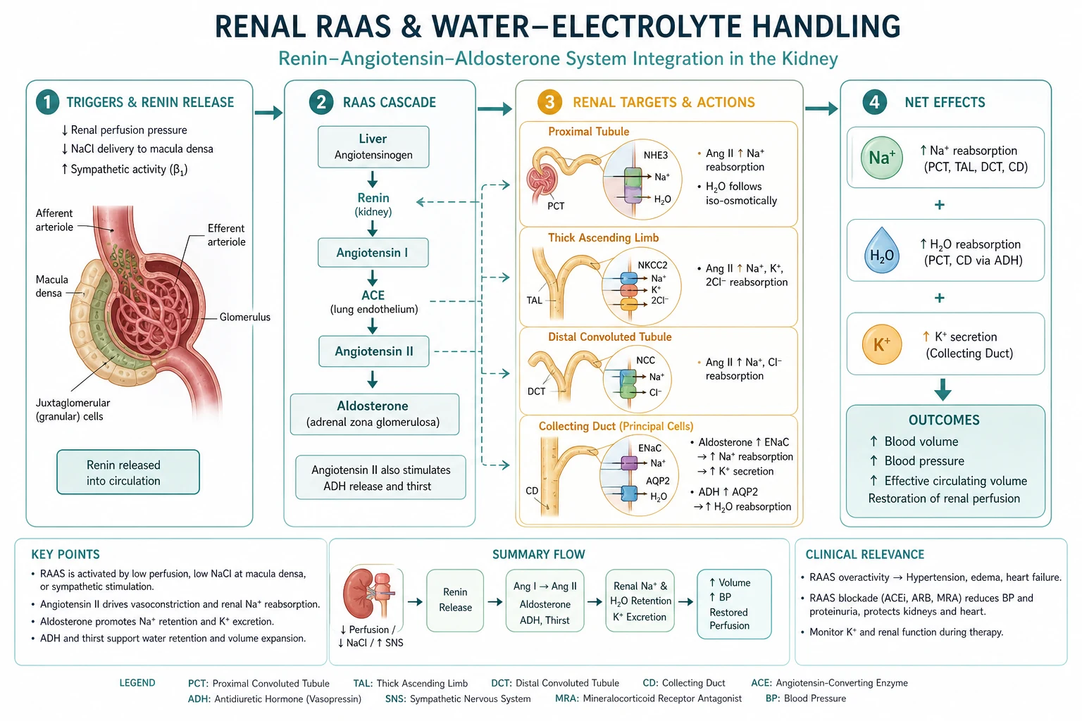 Classification of volume and water control systems RAAS ADH natriuretic peptides