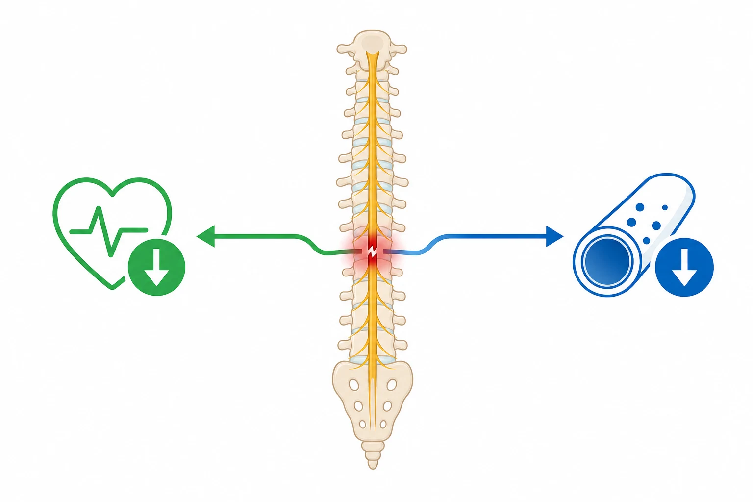 Spinal cord silhouette with a damage point highlighted in red, two branching arrows: green heart-slow (bradicardia) and blue BP-down (vasodilation), on a white clinical-blue background