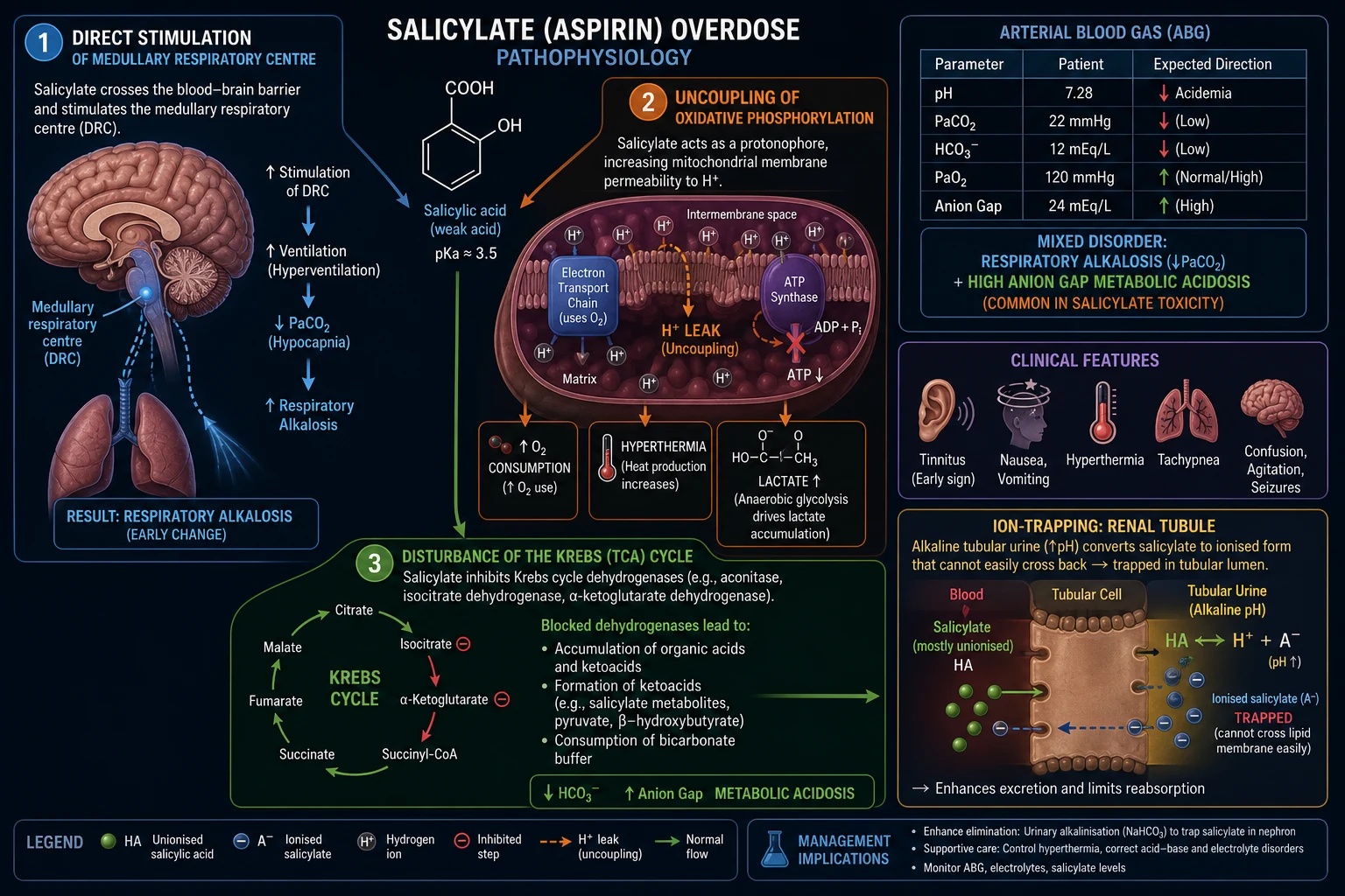 Educational pathophysiology infographic of salicylate uncoupling oxidative phosphorylation leading to heat, CO2, lactate and ketones, with direct medullary stimulation causing hyperventilation, white clinical-blue background, flat medical illustration, minimal labels