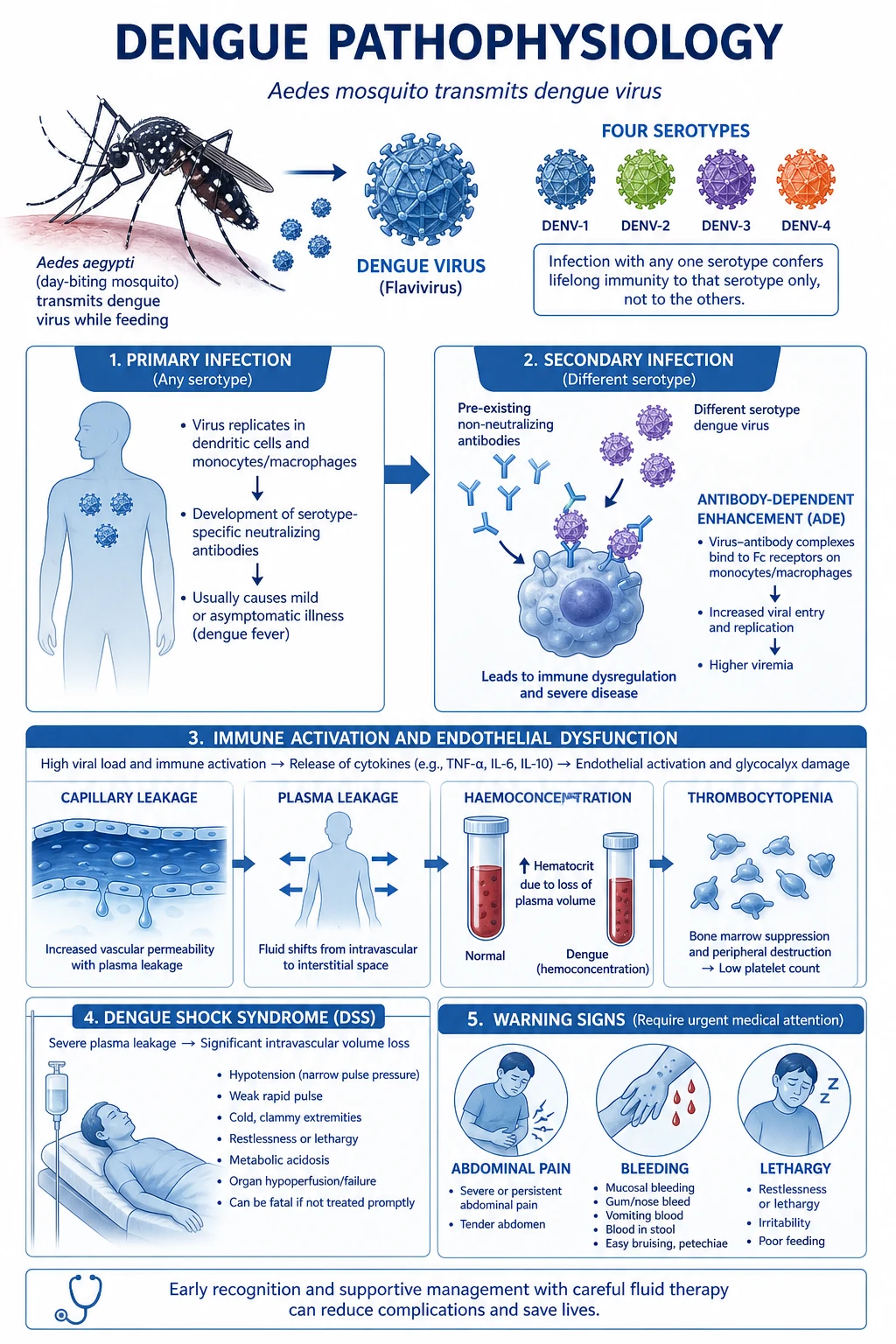 Pathophysiology of severe dengue: antibody-dependent enhancement, plasma leak at defervescence, rising haematocrit with falling platelets, capillary permeability