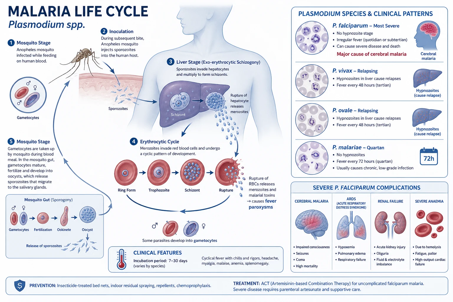 Sequestration of parasitised RBCs in cerebral and renal microvasculature