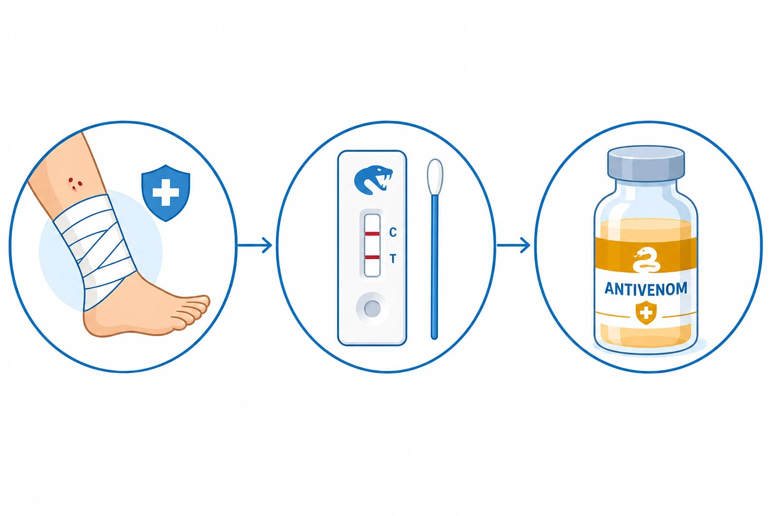Management algorithm for Australian snakebite: PIB leave on, labs INR fibrinogen D-dimer CK, antivenom one vial monovalent or polyvalent, no routine FFP for VICC unless bleeding, ventilate neurotoxicity, clinical educational