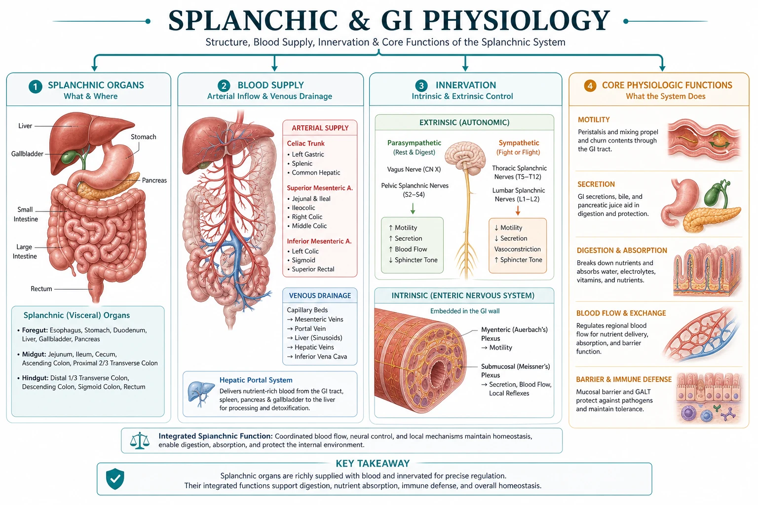 Classification splanchnic flow reservoir portal gut barrier