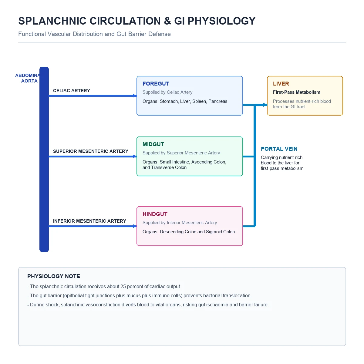 Splanchnic arterial supply and portal venous drainage
