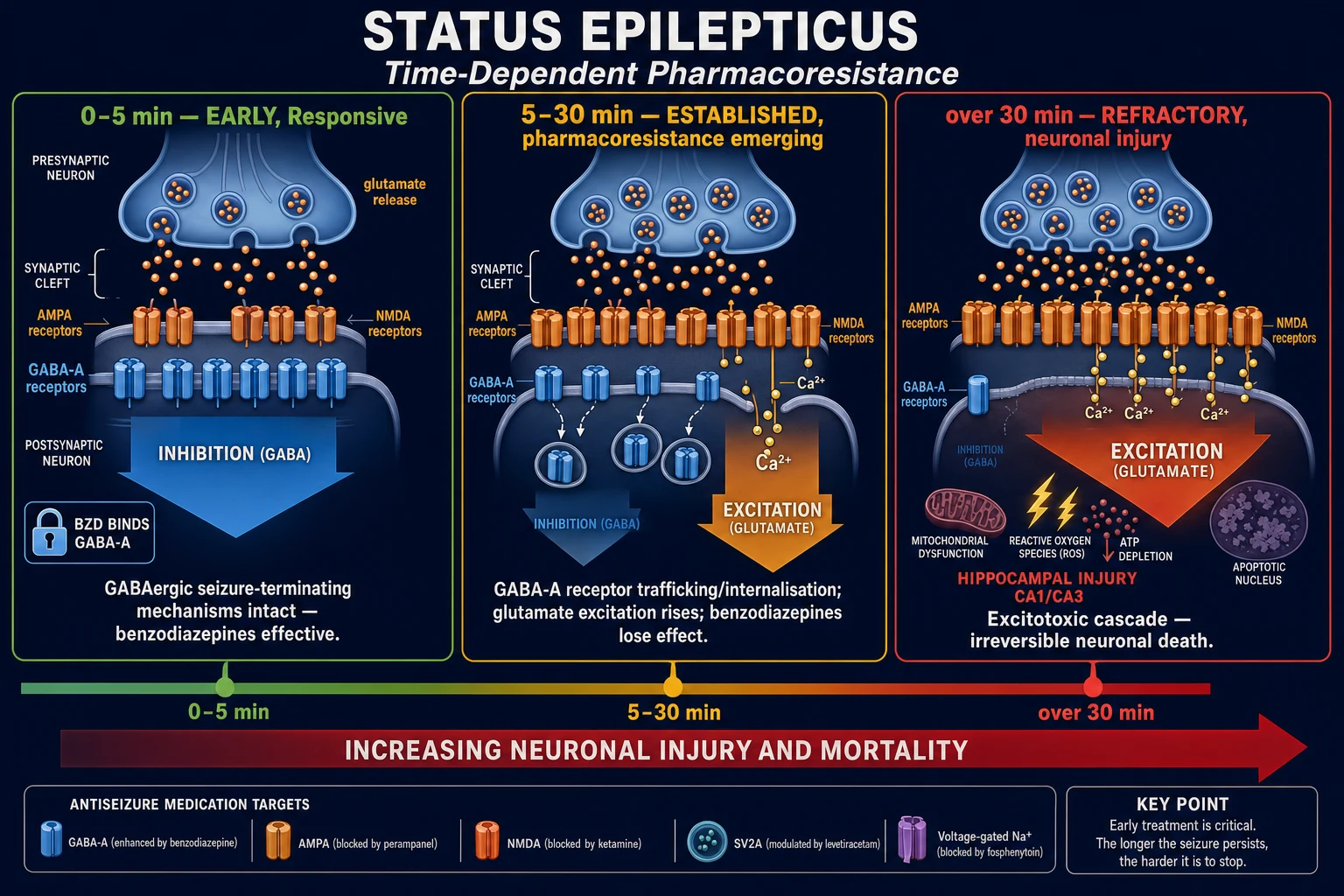 SE pharmacoresistance: GABA-A receptor internalisation and NMDA receptor externalisation over time, neuronal injury cascade