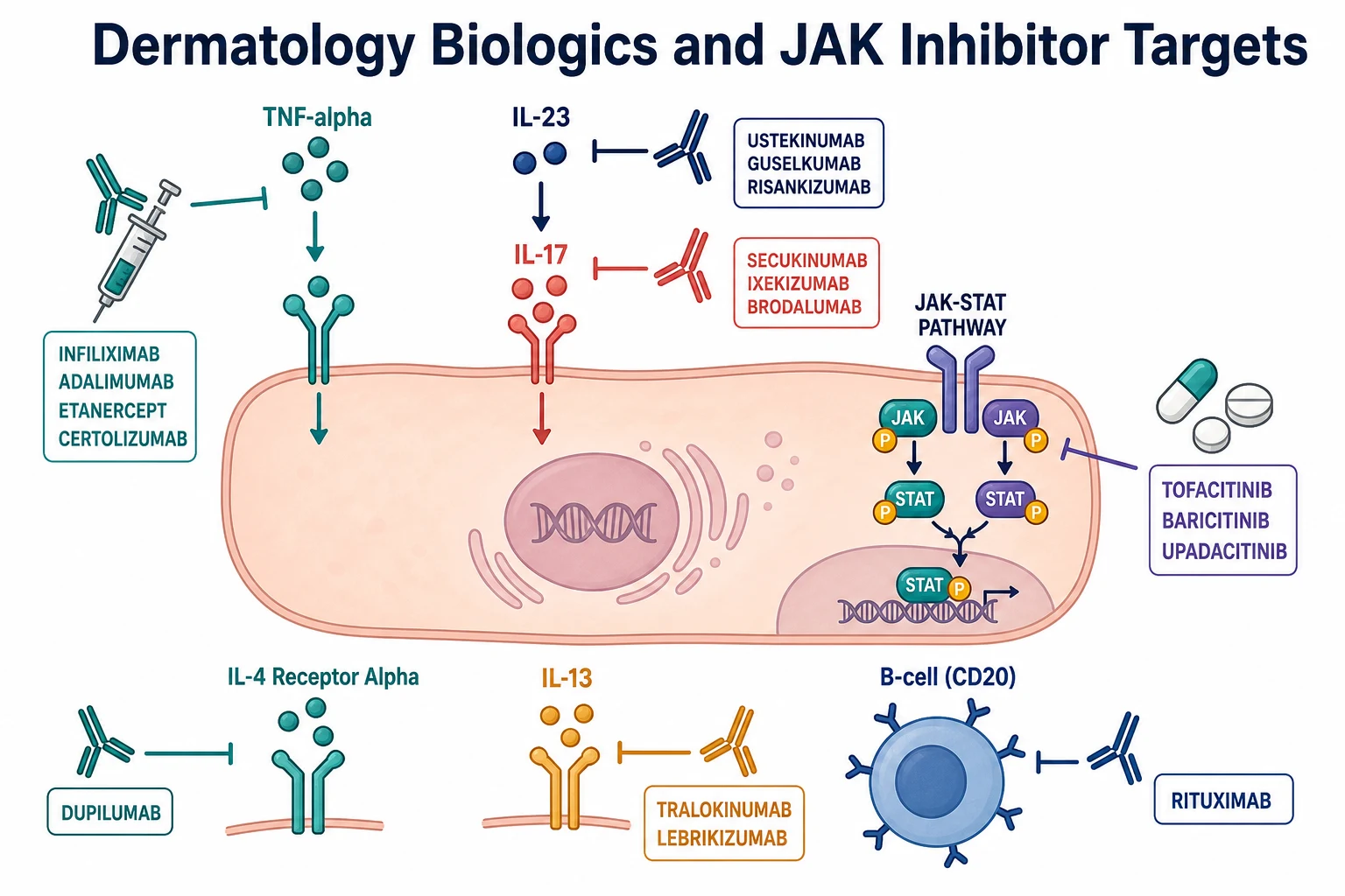 Cytokine signalling pathways in skin inflammation with the points at which each biologic and JAK inhibitor acts