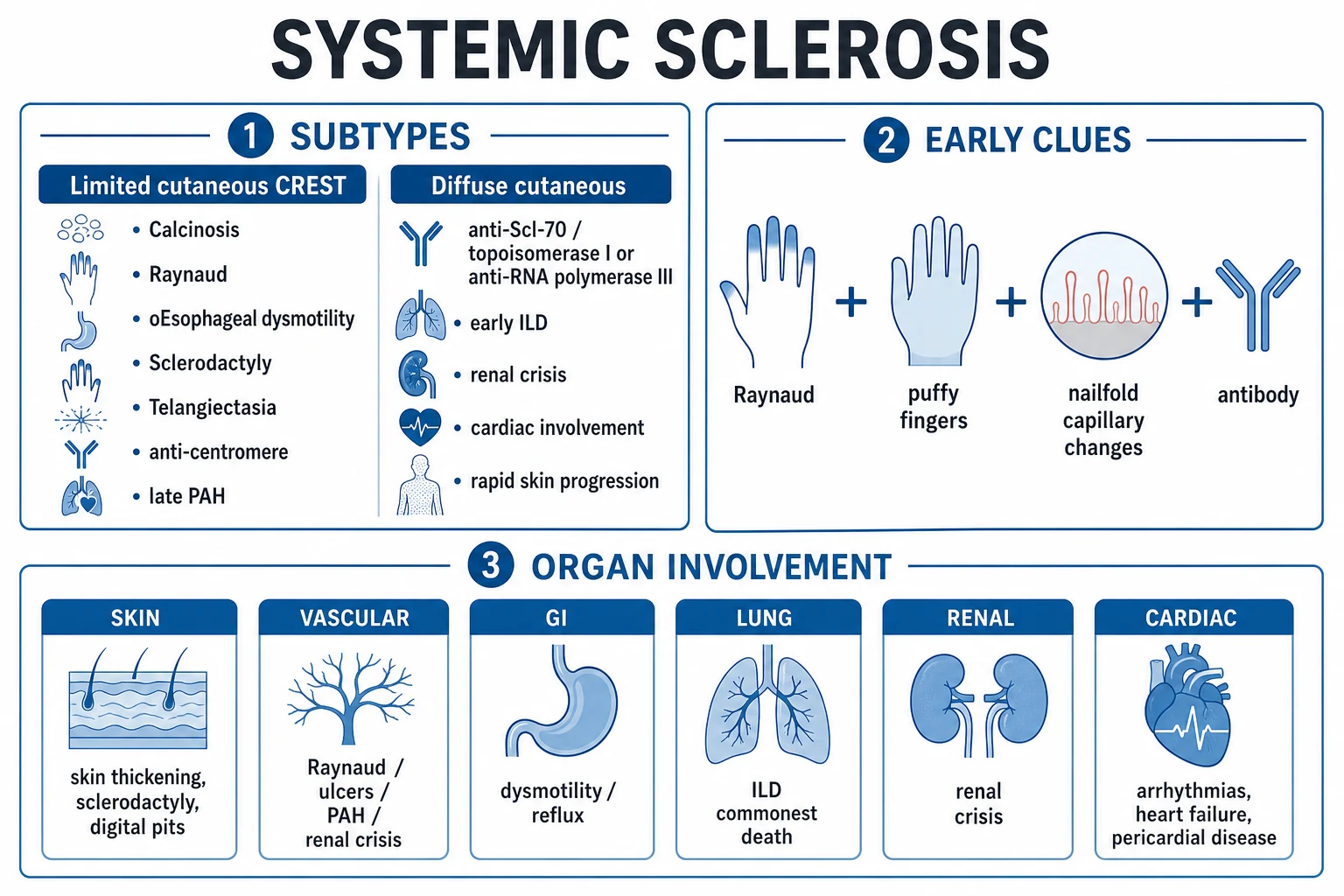 Comparison diagram of limited versus diffuse cutaneous systemic sclerosis showing skin distribution and organ risks: limited cutaneous SSc with skin thickening distal to elbows (face, hands, feet) associated with anticentromere antibody, late PAH and CREST, versus diffuse cutaneous SSc with skin thickening proximal to elbows and on the trunk associated with anti-Scl-70 (early ILD) and anti-RNA polymerase III (renal crisis, cancer)