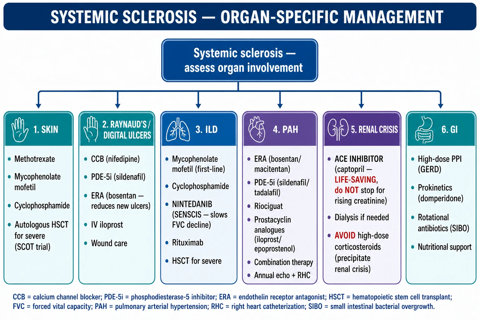 Organ-specific management flowchart: skin (MMF/MTX/CYC), Raynaud's (CCB/PDE-5i/bosentan/iloprost), ILD (MMF/nintedanib/CYC), PAH (ERA/PDE-5i/riociguat/prostacyclin), renal crisis (ACE-i life-saving), GI (PPI/prokinetics/antibiotics)