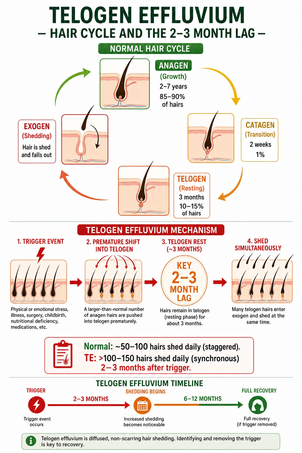 Hair cycle diagram: normal anagen -> catagen -> telogen -> exogen versus TE (synchronous shift to telogen) with a 2-3 month lag between trigger and shedding.