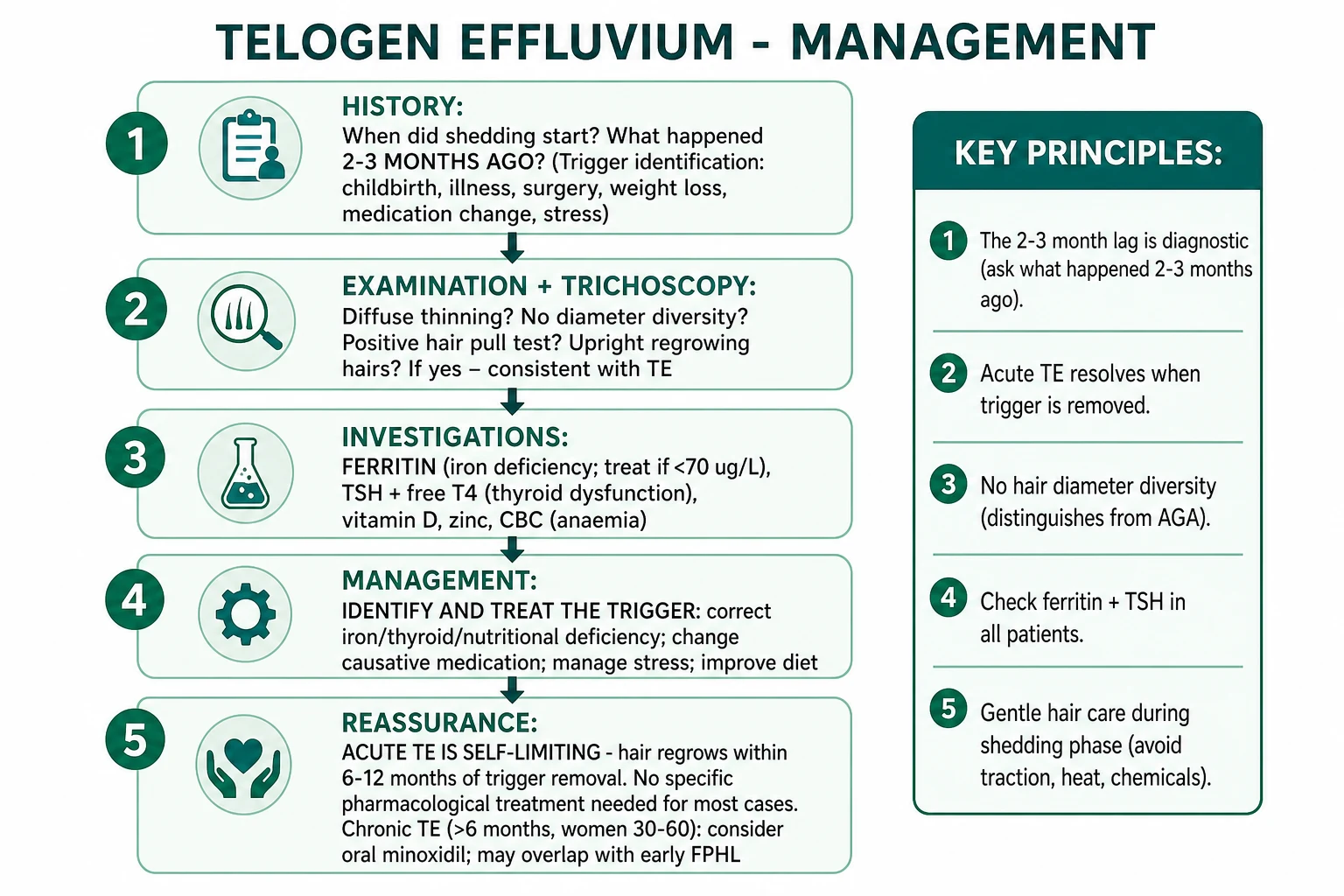 Management flow: identify trigger (what happened 2-3 months ago?) -> investigate (ferritin, TSH, vitamin D) -> treat cause -> reassure (self-limiting 6-12 months). Chronic TE branch: consider topical or oral minoxidil.