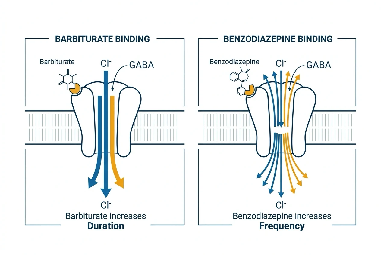 A clean clinical schematic of the GABA-A ligand-gated chloride channel with two binding sites shown side by side: on the left, a barbiturate bound at its site increases the DURATION of channel opening (longer chloride bursts, wider arrows of chloride influx); on the right, a benzodiazepine bound at its site increases the FREQUENCY of channel opening (more numerous shorter chloride bursts). Both result in greater chloride influx and neuronal hyperpolarisation. White background, clinical-blue chloride arrows, amber ligand labels.