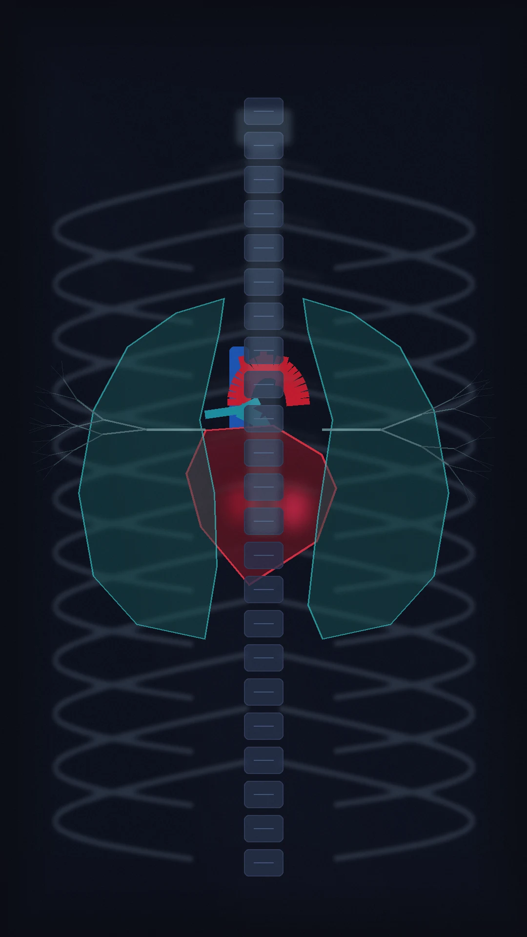 Thoracic mediastinum compartments