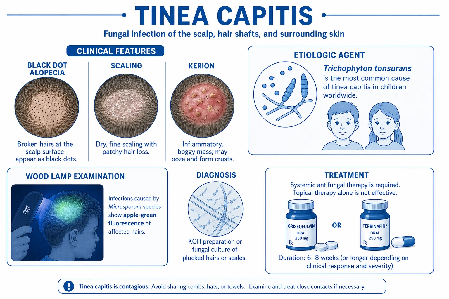 Clinical variants: classic annular ringworm, plaque margin rare (tinea profunda), Majocchi granuloma (perifollicular granulomas — invasion of hairs), tinea incognito (atypical morphology from topical corticosteroid use; absent scale, persistent erythema, KOH positive); onchomycosis-derived autoinoculation, recurrent infection, household contact pattern