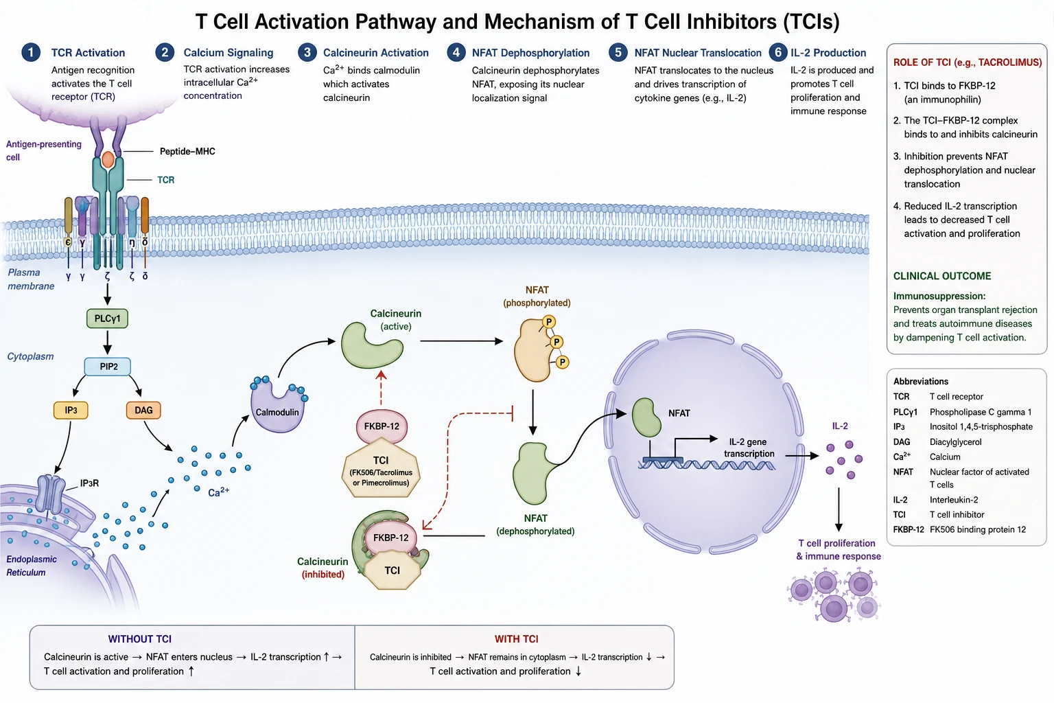 Molecular pathway: TCI binds FKBP-12, inhibits calcineurin, prevents NFAT dephosphorylation, reduces IL-2 transcription, suppresses T-cell activation