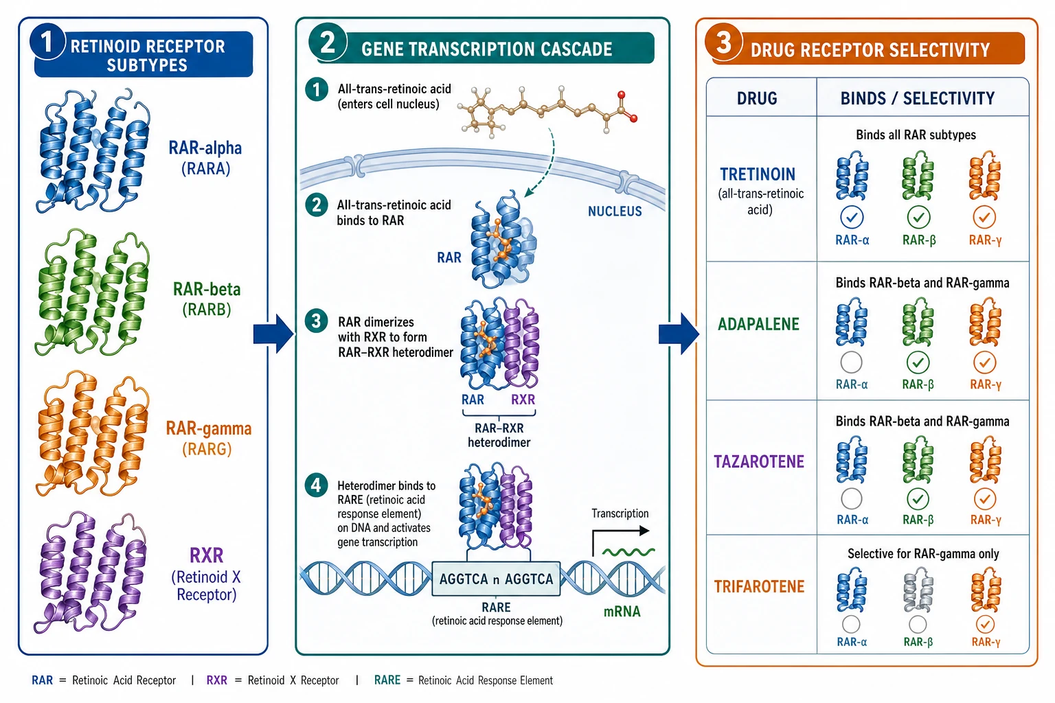 Three-panel pharmacology diagram: Panel 1 retinoid receptor subtypes RAR-alpha/beta/gamma and RXR; Panel 2 RAR-RXR heterodimer binding to RARE on DNA driving gene transcription; Panel 3 receptor selectivity table for tretinoin/adapalene/tazarotene/trifarotene