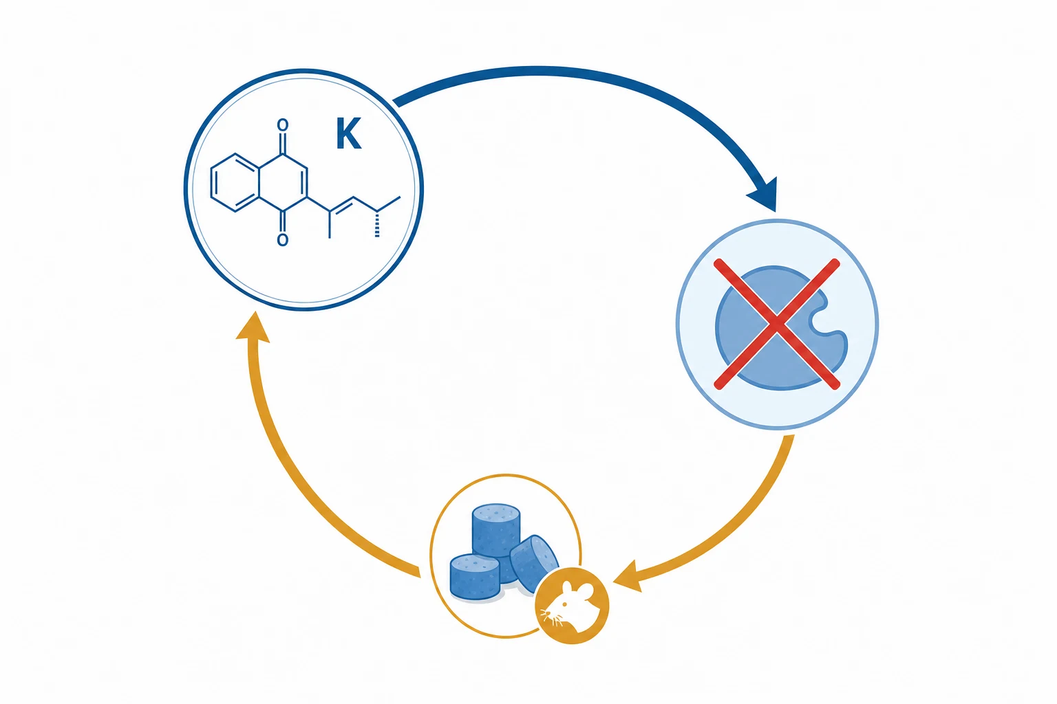 Flat cycle infographic: a circular arrow loop with a vitamin-K molecule icon and a round enzyme node marked with a red blocked X and a rodenticide-pellet icon, on a white clinical-blue background