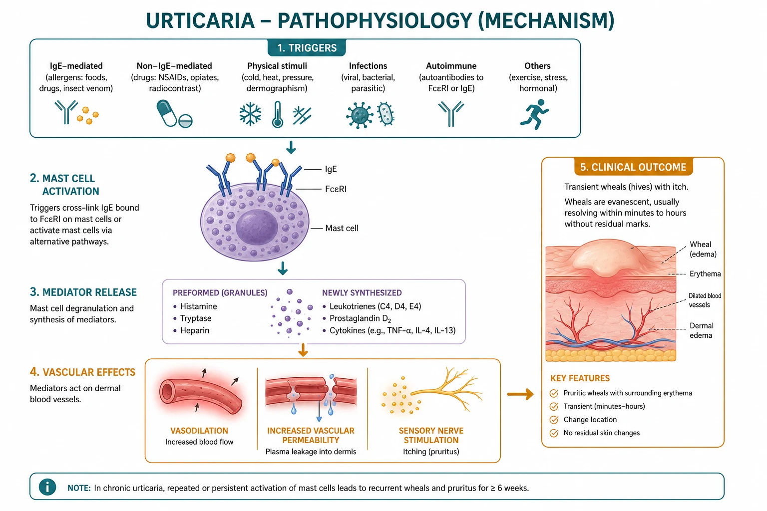 Mast-cell degranulation pathway showing FcεRI cross-link, calcium influx, release of histamine + tryptase + PGD2 + LTC4/D4/E4 + TNF-alpha + IL-4, leading to sensory nerve stimulation (itch), venous vasodilation (erythema), and increased vascular permeability (wheal). Bradykinin pathway shown alongside for hereditary angioedema.
