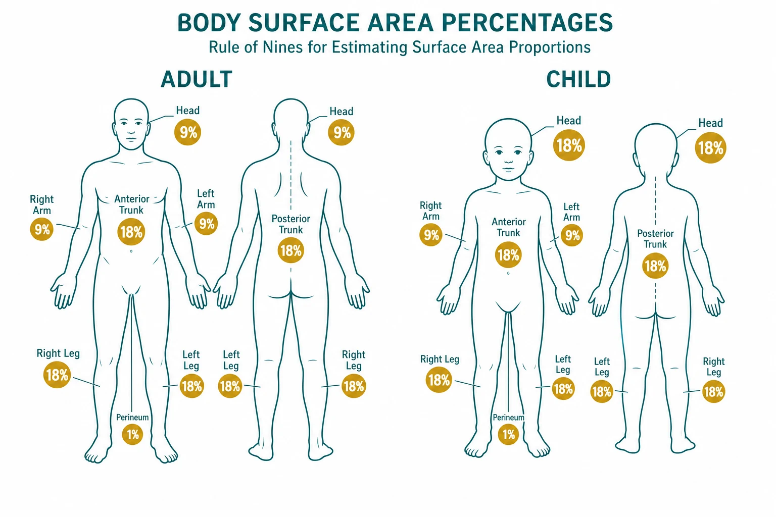 Rule of nines body surface area map for adult burn extent estimation