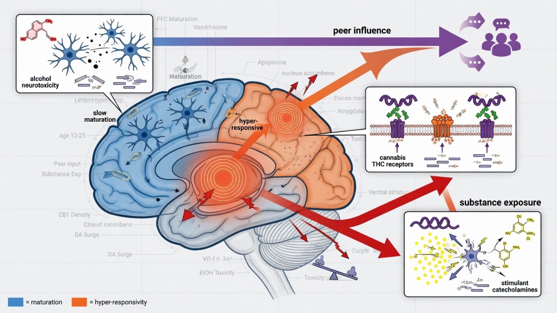 Adolescent brain diagram showing maturing prefrontal control and hyper-responsive reward circuits under substance and peer influence