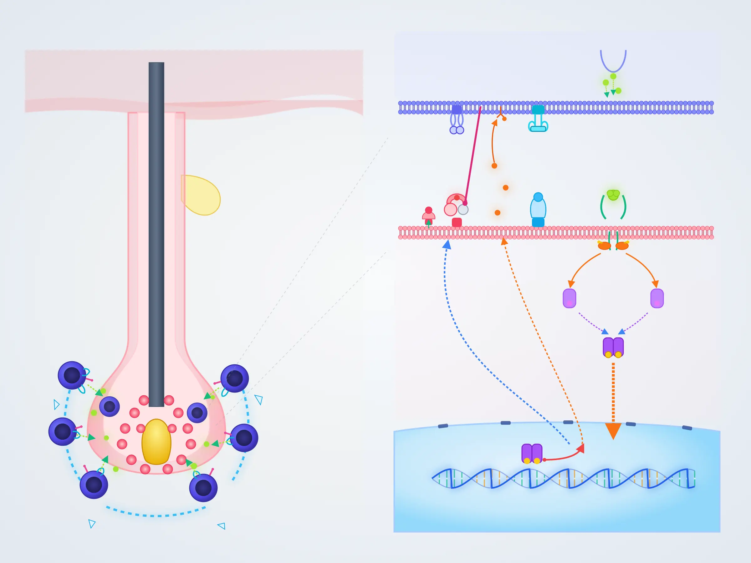 Diagram showing collapse of hair-follicle immune privilege, activation of CD8+NKG2D+ T cells, IFN-gamma release, and JAK-STAT amplification