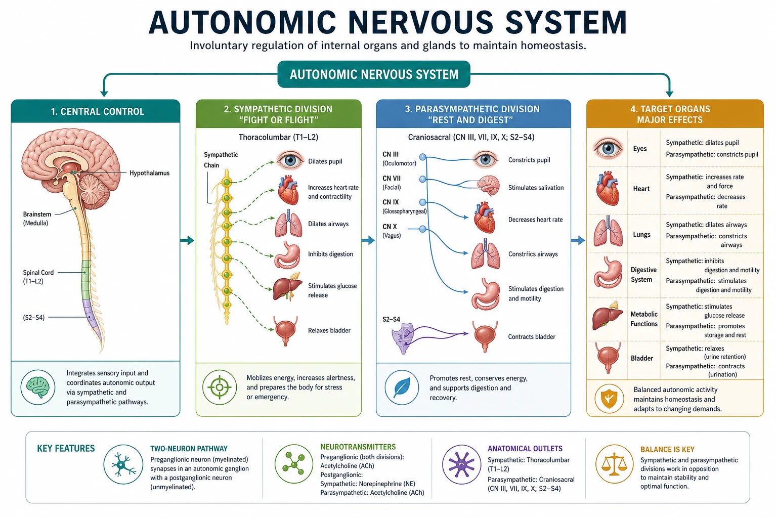 Classification of autonomic receptors and clinical drug targets