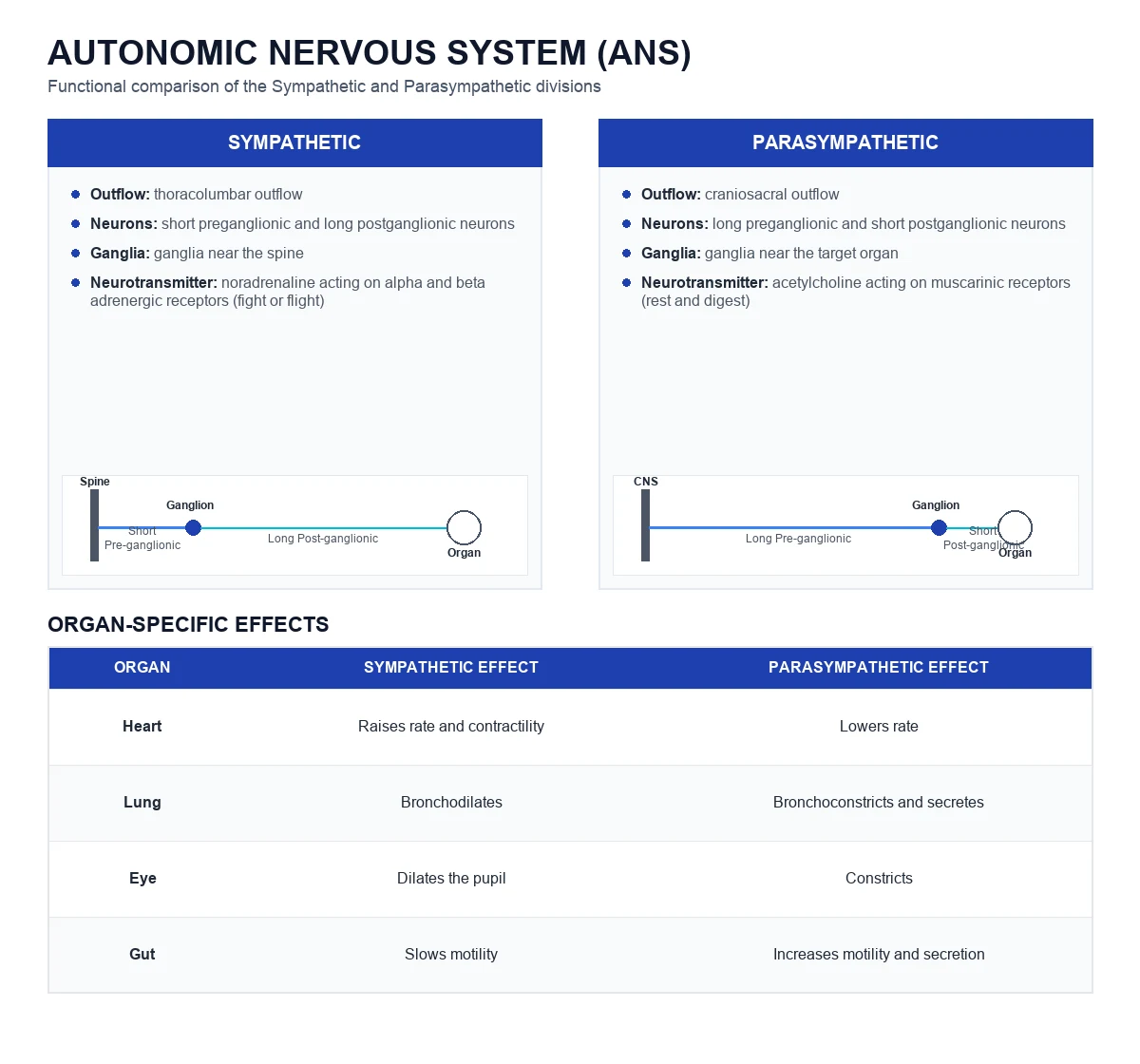 Two-column comparison of sympathetic and parasympathetic anatomy, transmitters and organ effects