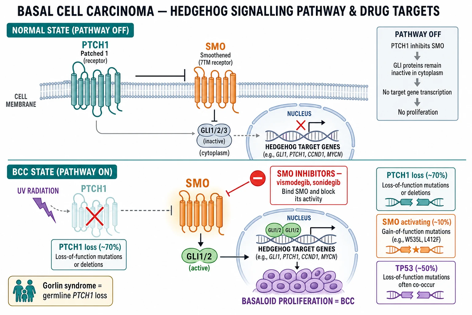 Diagram of the Hedgehog signalling pathway in normal skin versus BCC, with PTCH1 loss or SMO-activating mutation driving GLI-mediated proliferation, and the vismodegib/sonidegib SMO inhibitor target