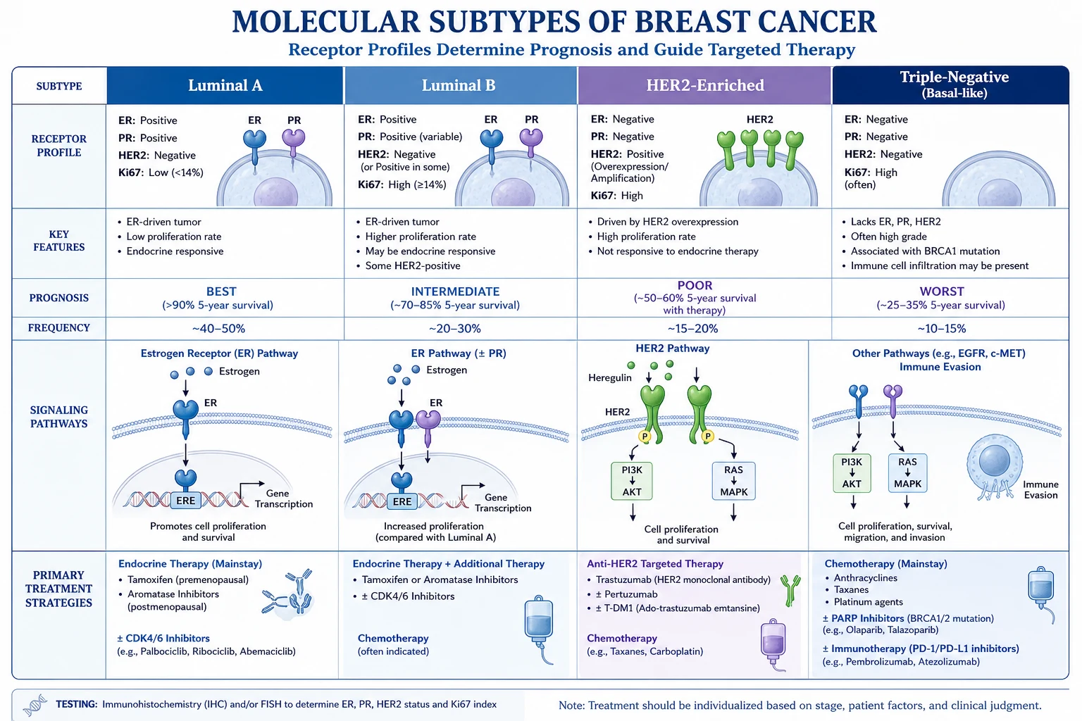 Receptor status and the carcinogenesis cascade.