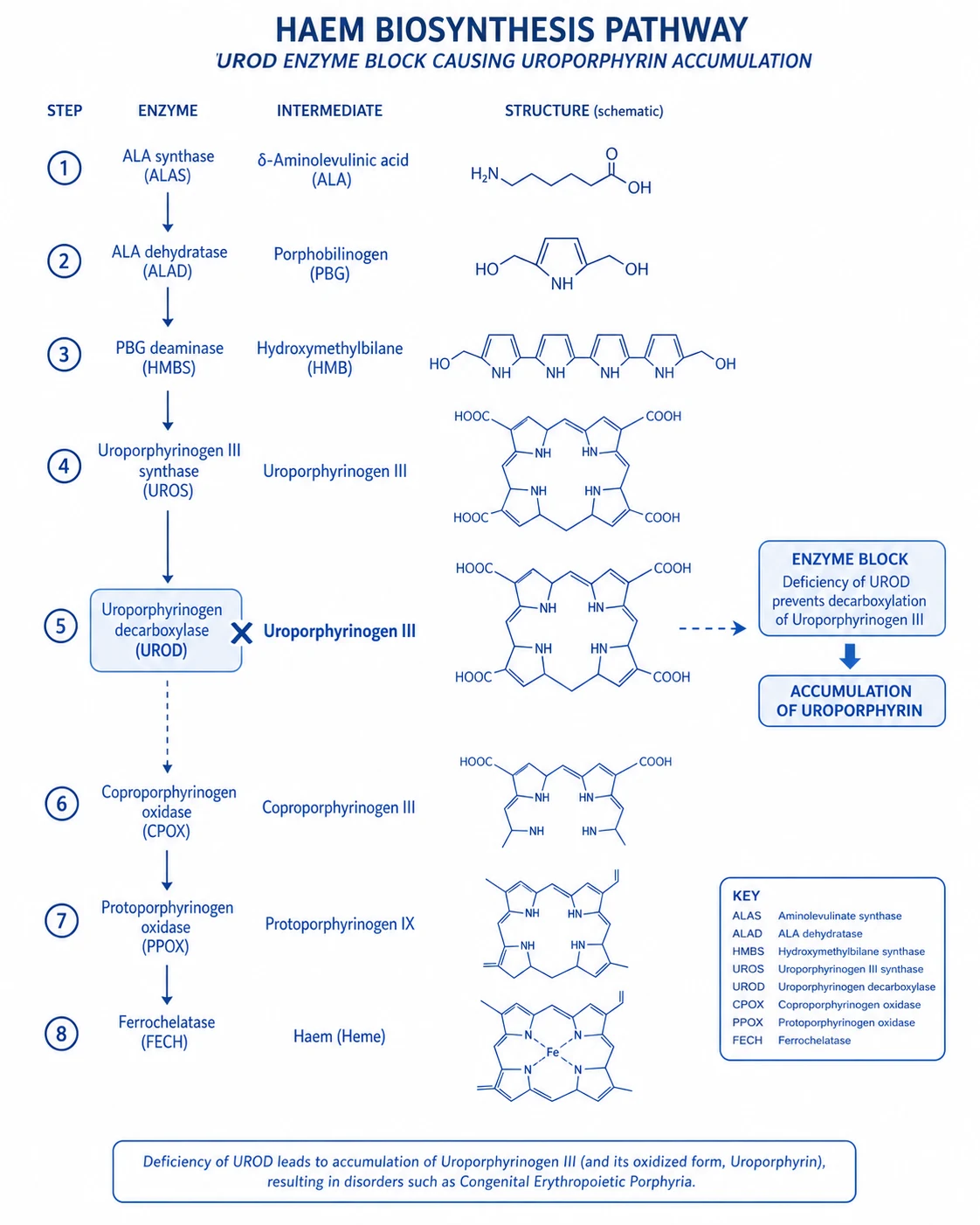 Differential diagnosis comparison: calciphylaxis vs MARTORELL ulcer vs livedoid vasculopathy vs pyoderma gangrenosum vs cholesterol emboli vs warfarin necrosis vs necrotising fasciitis