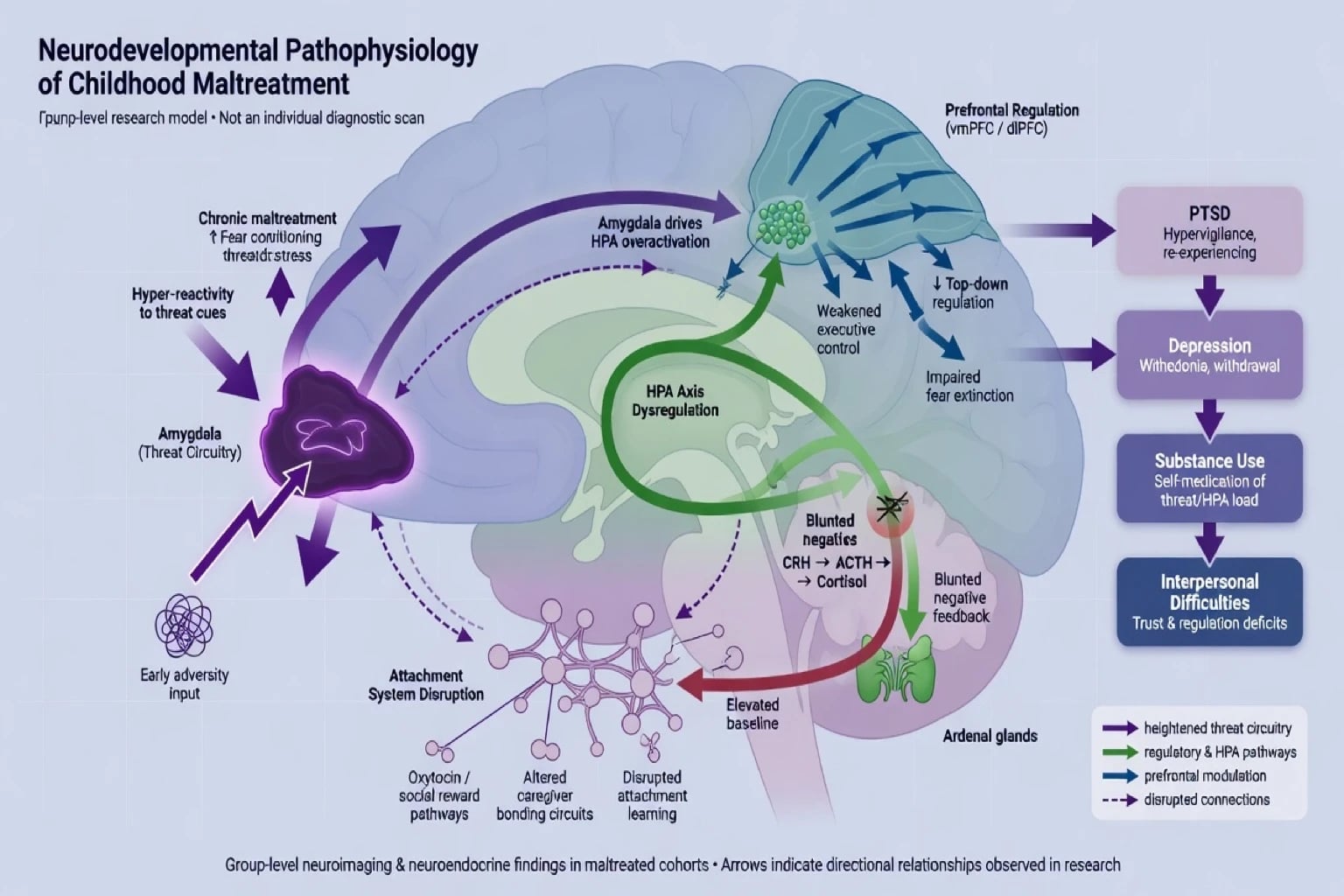 Group-level neurodevelopmental model of threat circuitry HPA axis prefrontal regulation and attachment after maltreatment