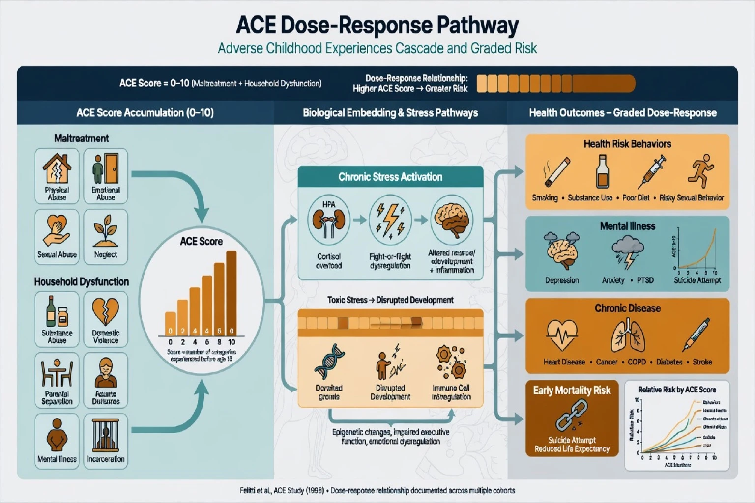 ACE dose-response cascade from cumulative adversity through stress systems to mental and physical health outcomes