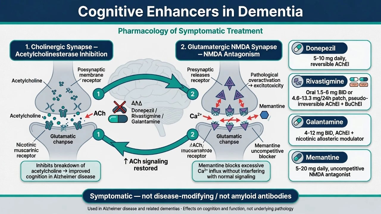Educational poster of cognitive enhancers showing cholinergic and NMDA pathways with donepezil rivastigmine galantamine and memantine agent cards