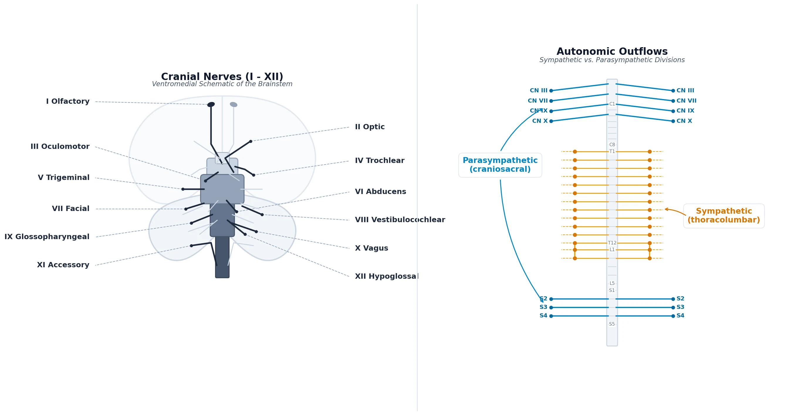 Cranial nerve airway innervation map