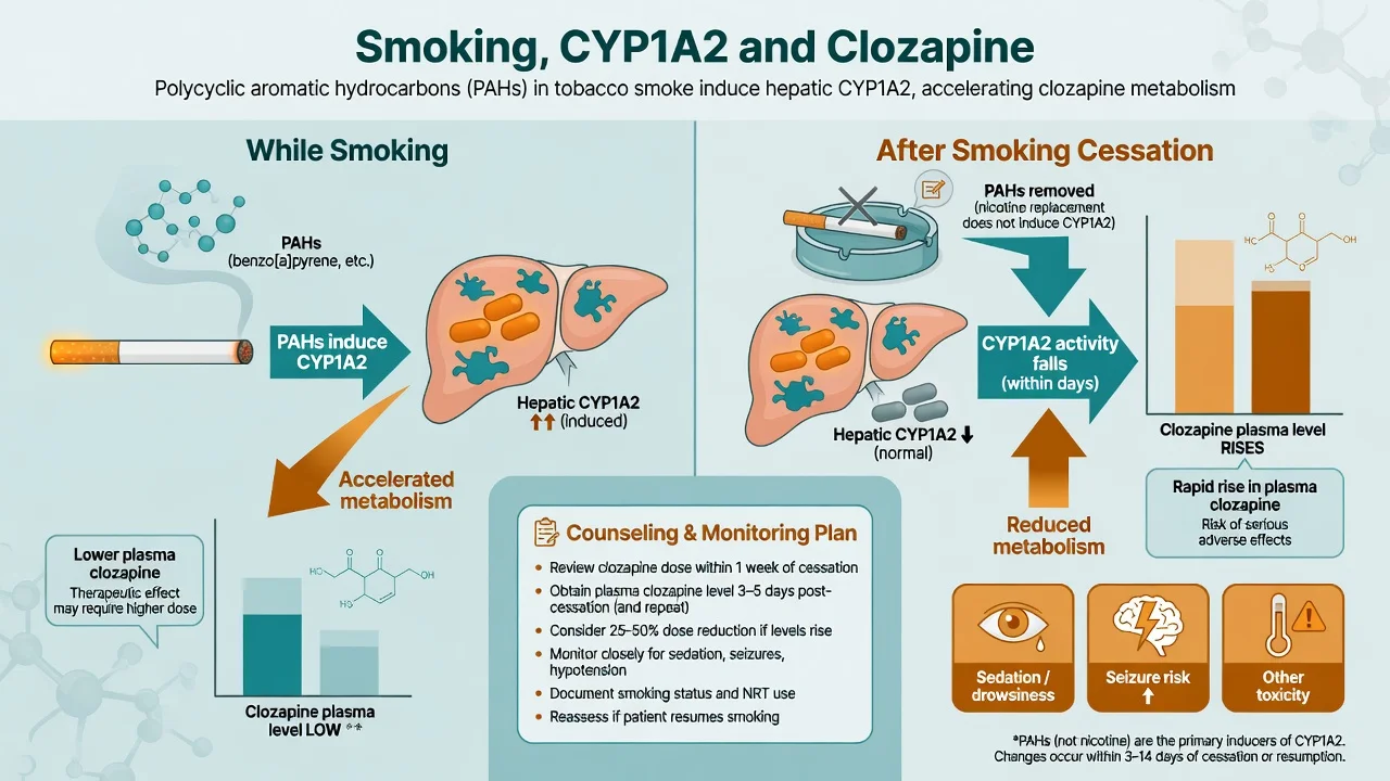 Before and after diagram of cigarette smoking inducing CYP1A2 lowering clozapine versus cessation raising levels and toxicity risk